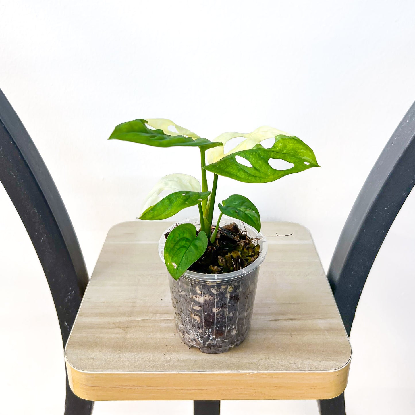 Monstera Adansonii Albo Variegata | The Plant Boys