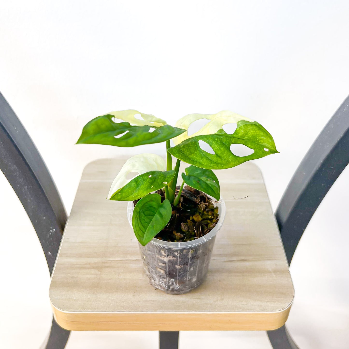 Monstera Adansonii Albo Variegata | The Plant Boys