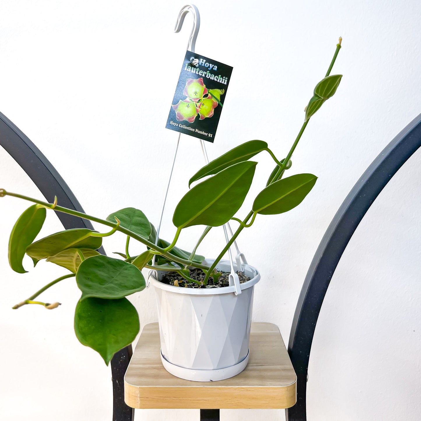 Hoya Lauterbachii | The Plant Boys