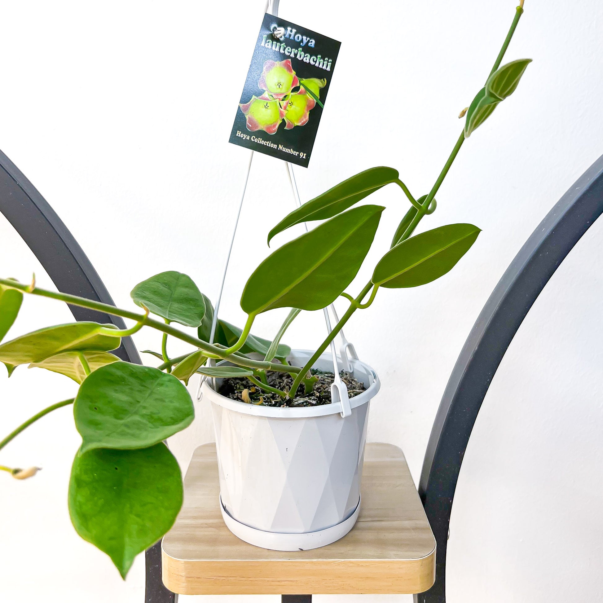 Hoya Lauterbachii | The Plant Boys