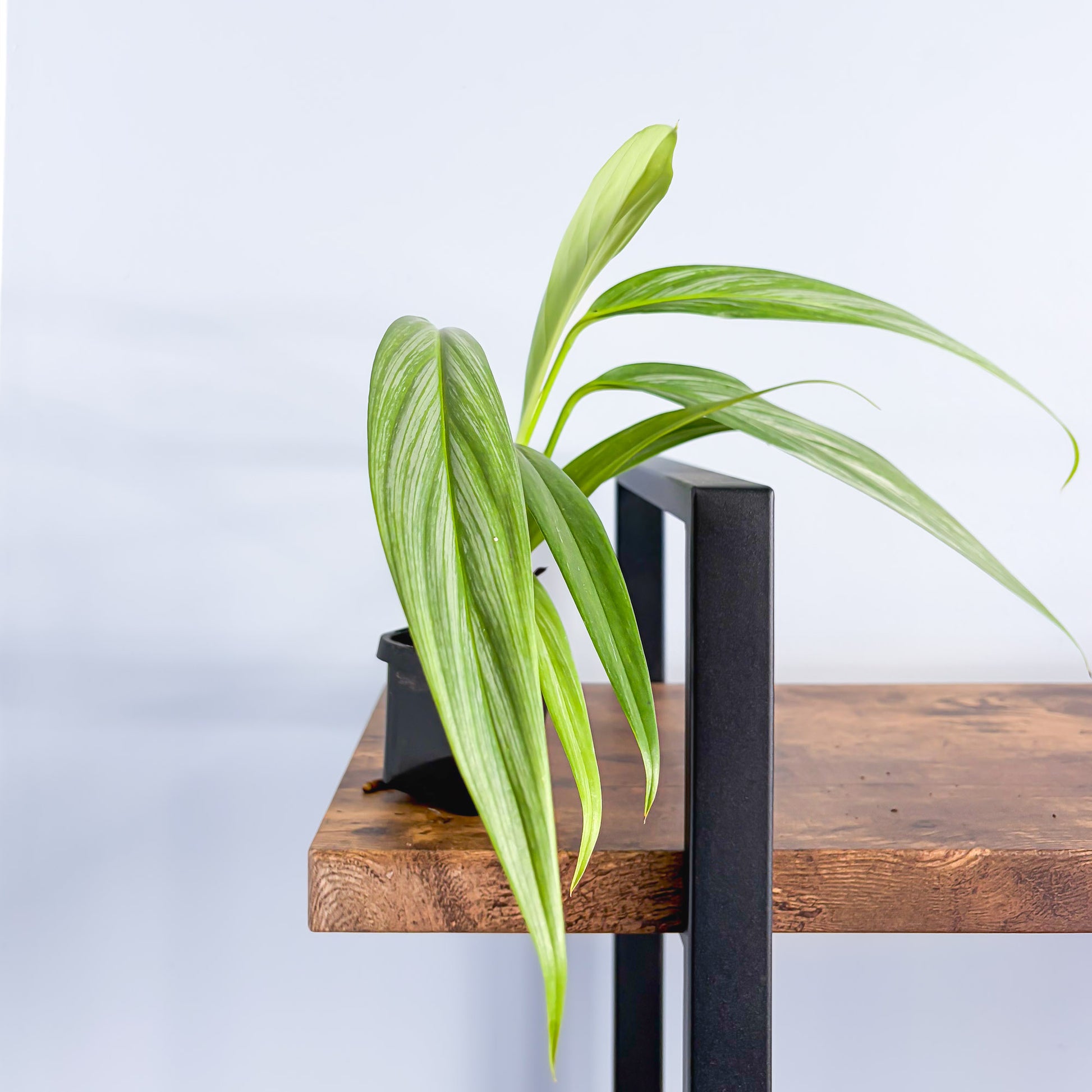 Epipremnum Amplissimum Silver Spirit | The Plant Boys