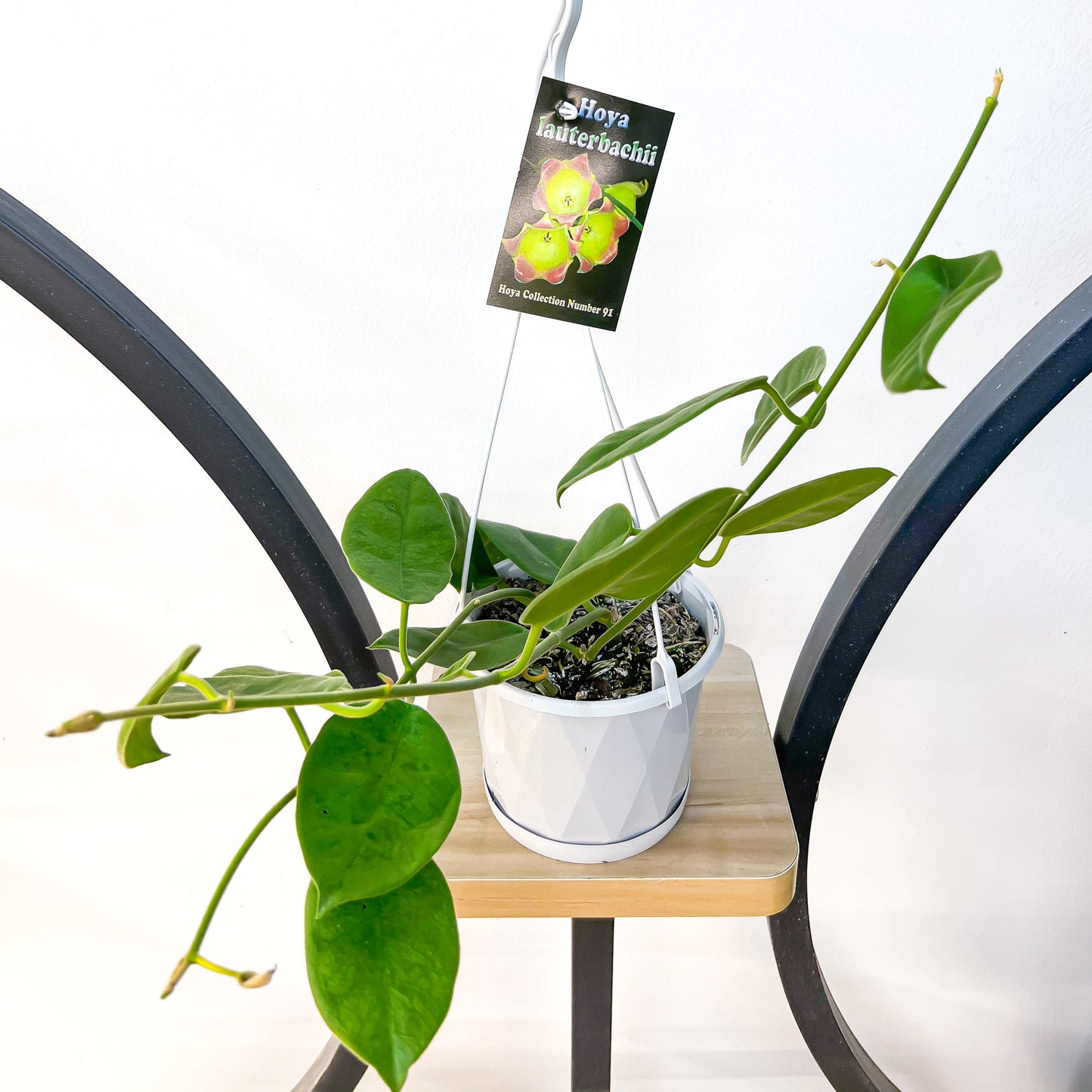 Hoya Lauterbachii | The Plant Boys