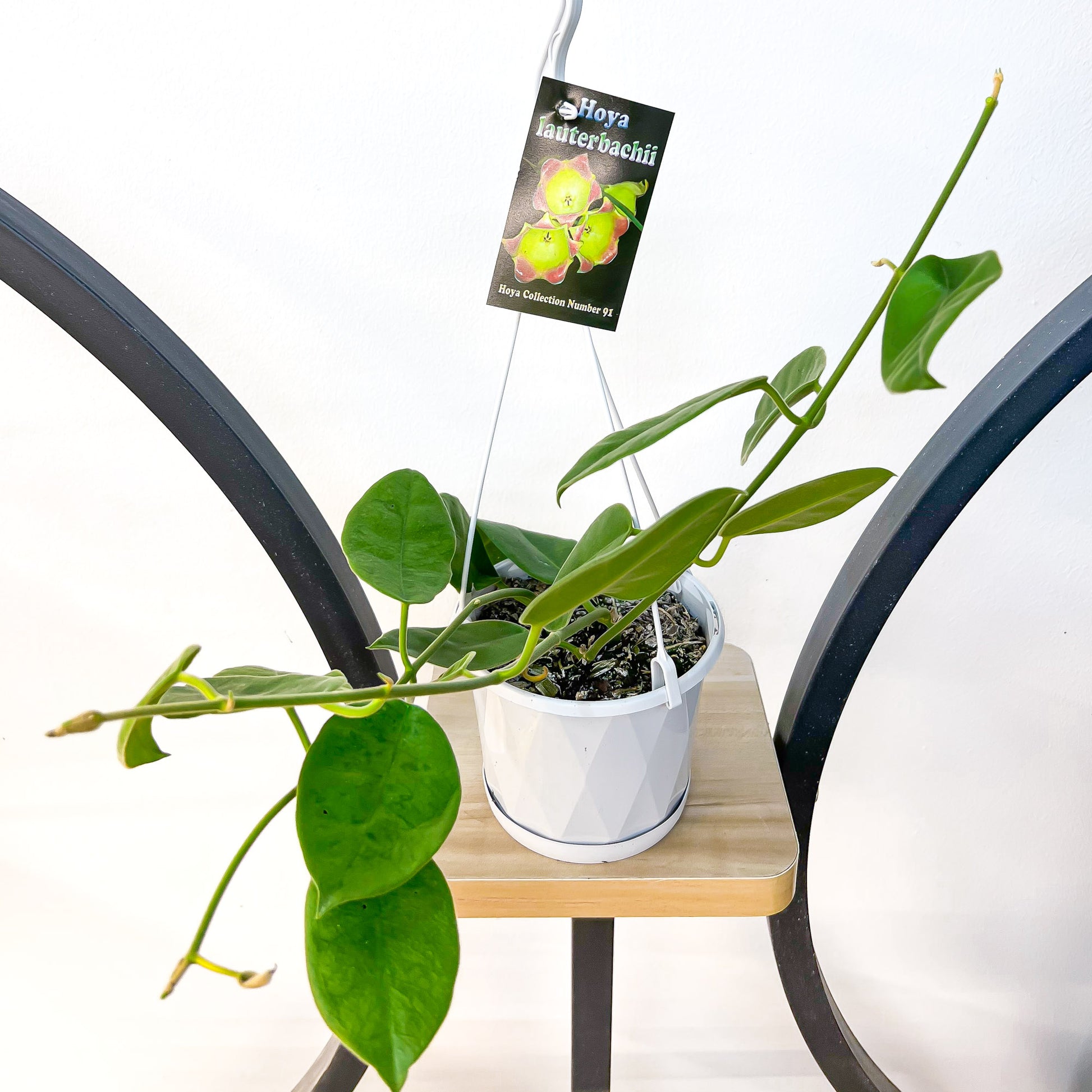 Hoya Lauterbachii | The Plant Boys