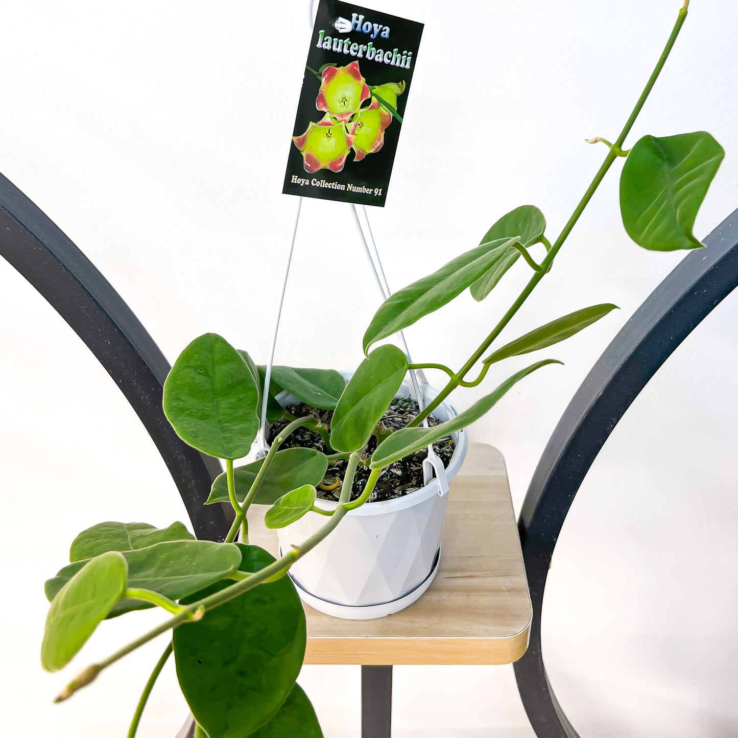 Hoya Lauterbachii | The Plant Boys