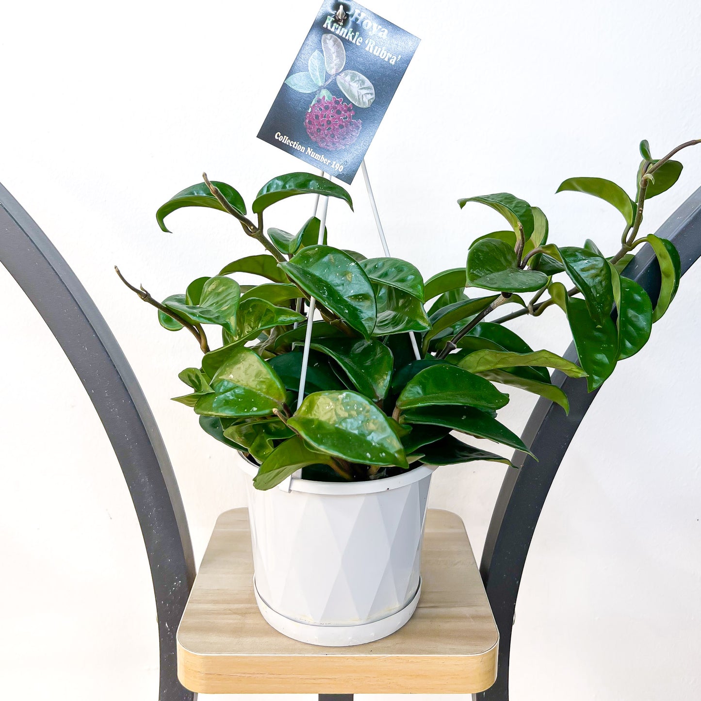 Hoya Krinkle Rubra | The Plant Boys