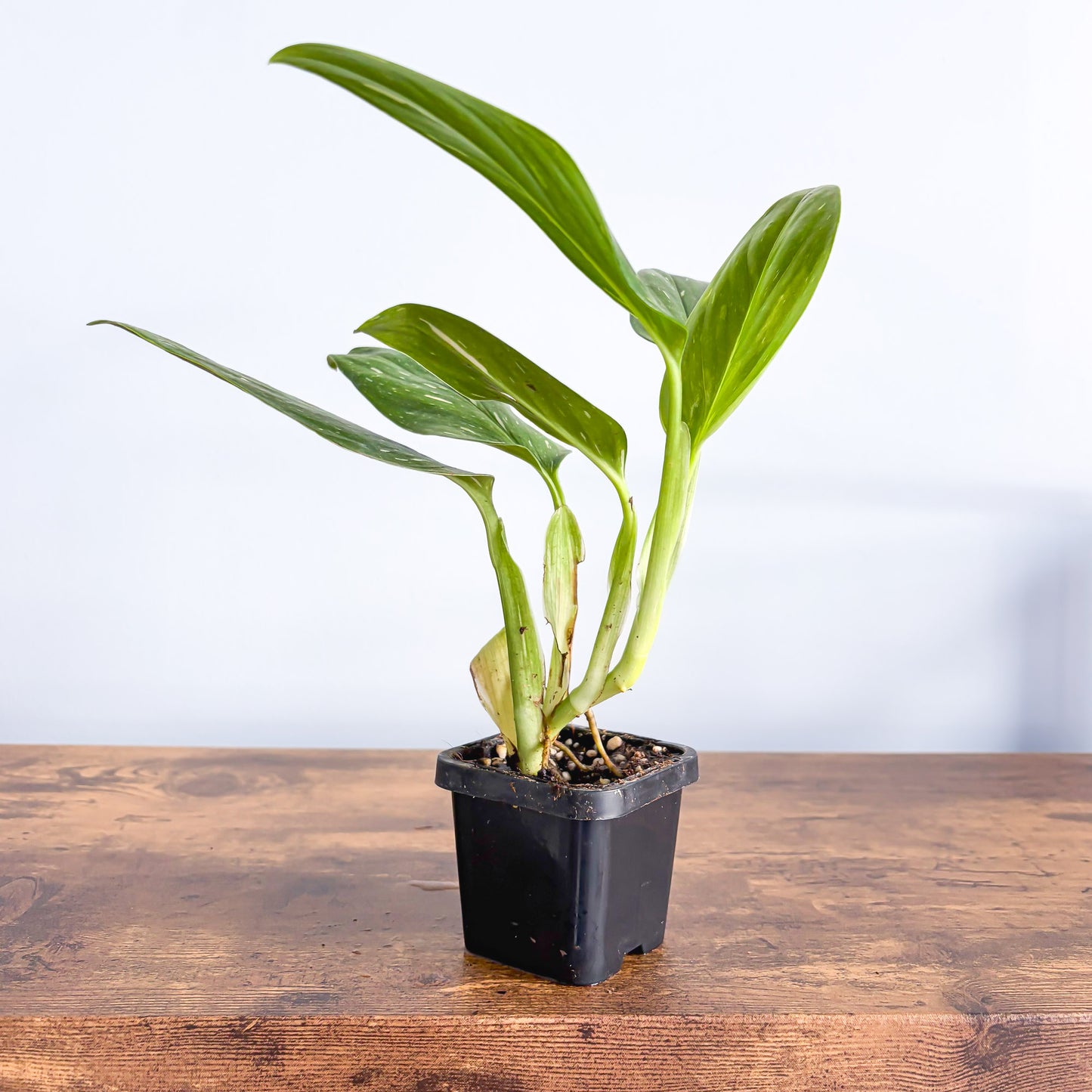 Monstera Standleyana Variegata | The Plant Boys