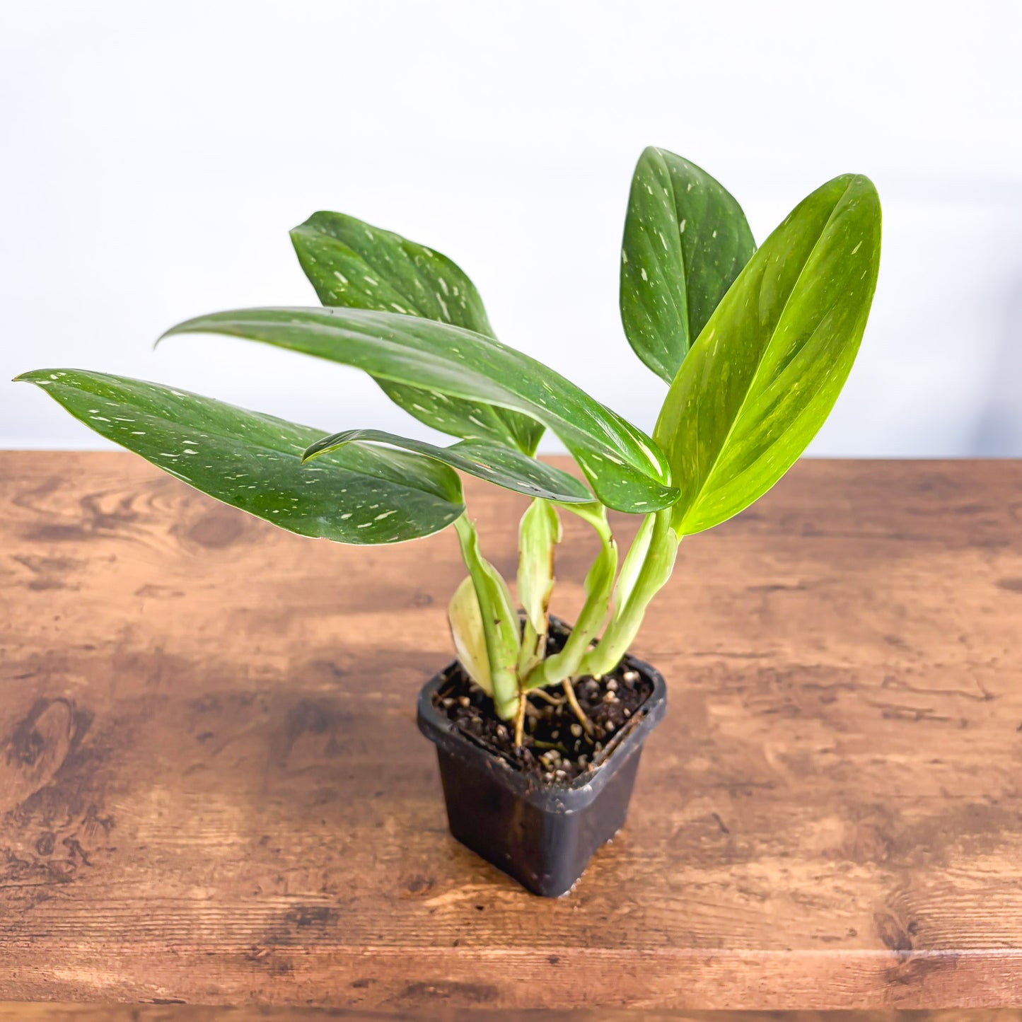 Monstera Standleyana Variegata | The Plant Boys
