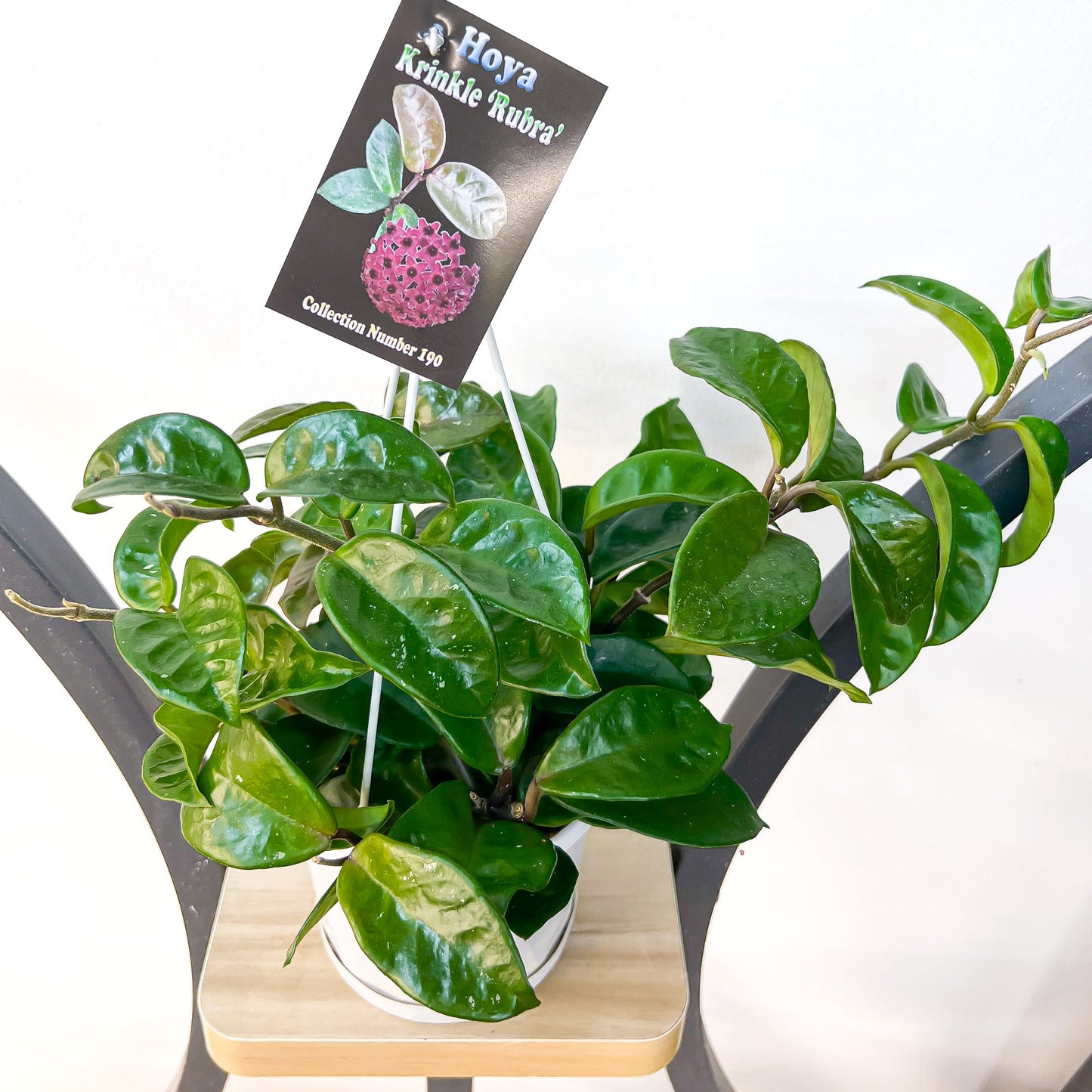 Hoya Krinkle Rubra | The Plant Boys