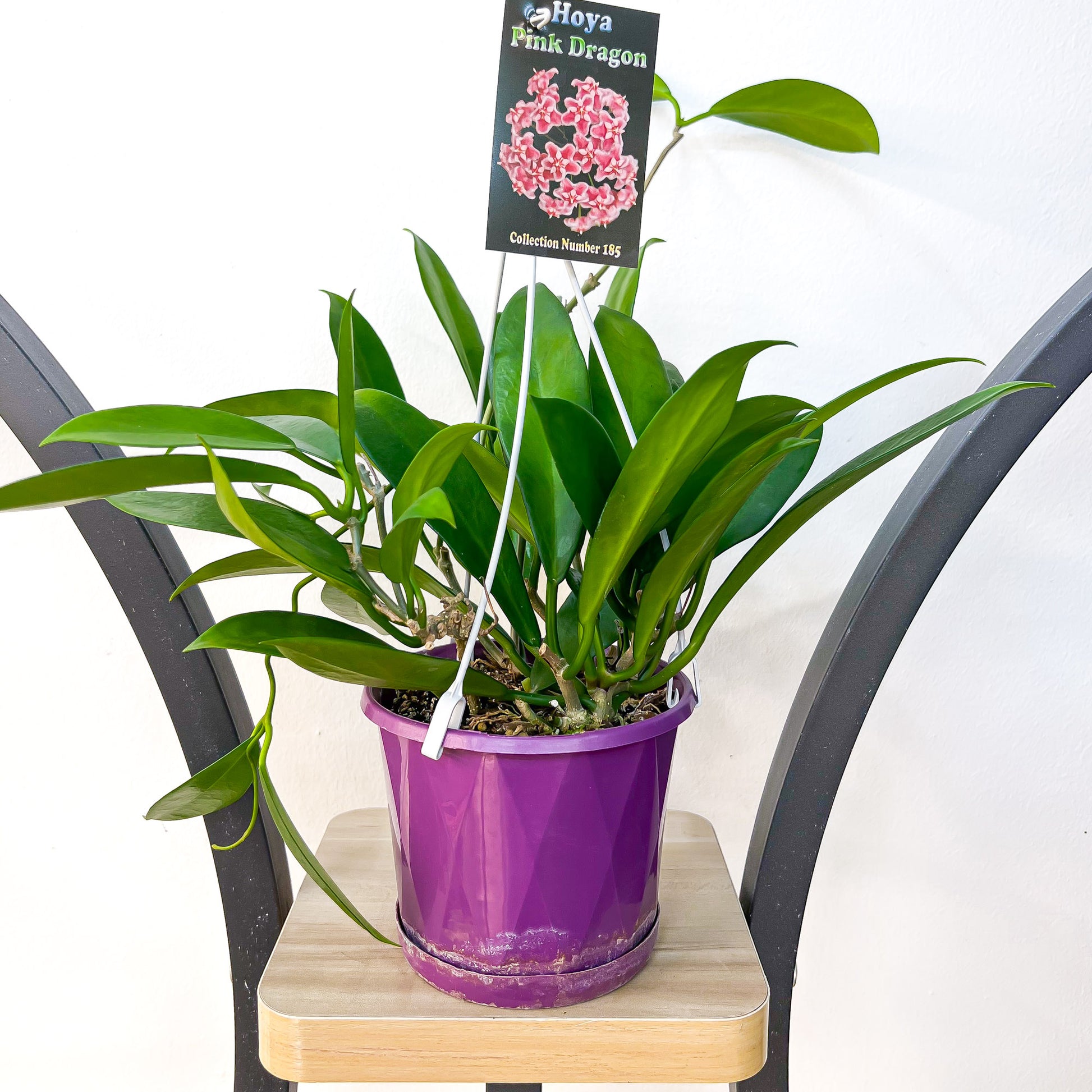 Hoya Pink Dragon | The Plant Boys