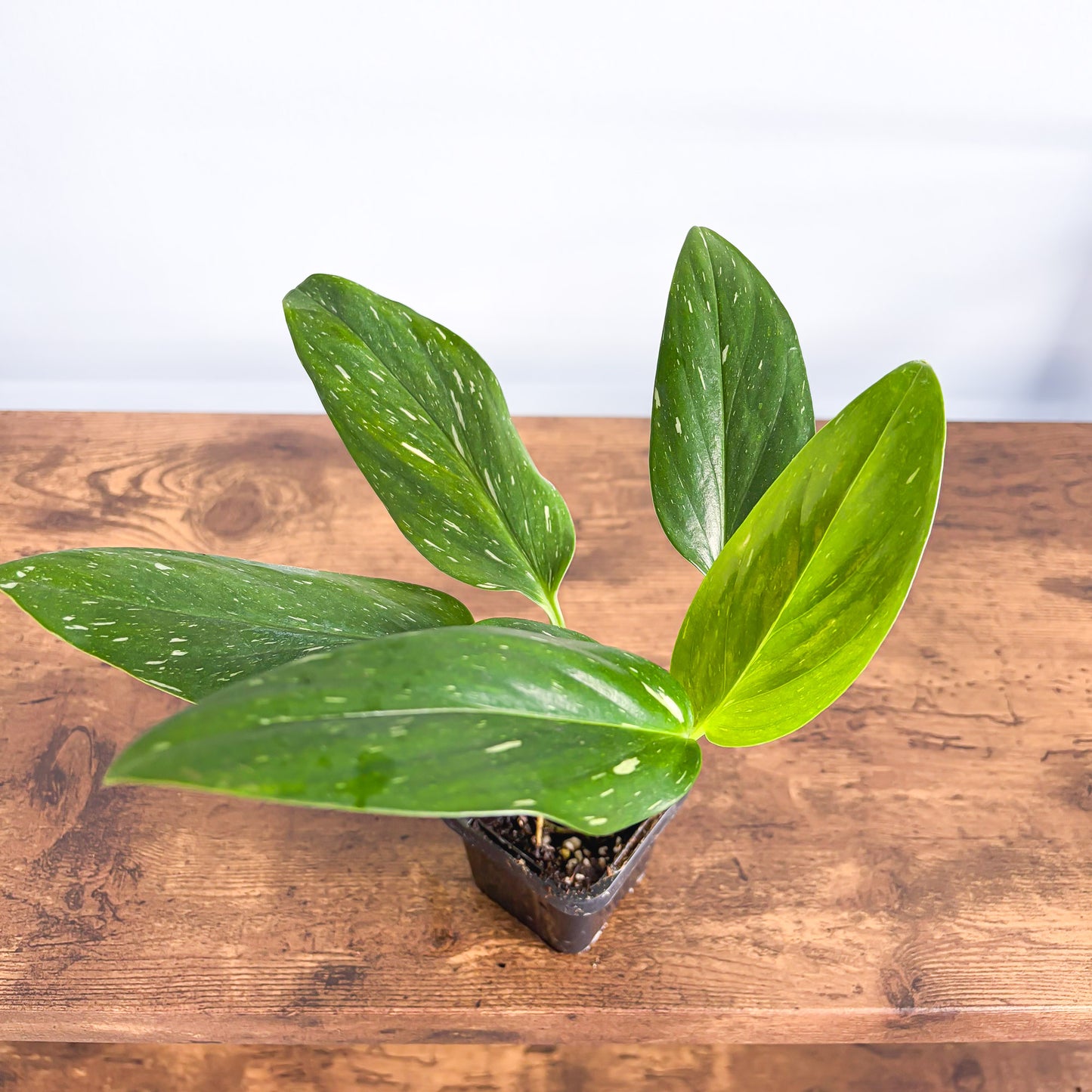Monstera Standleyana Variegata | The Plant Boys