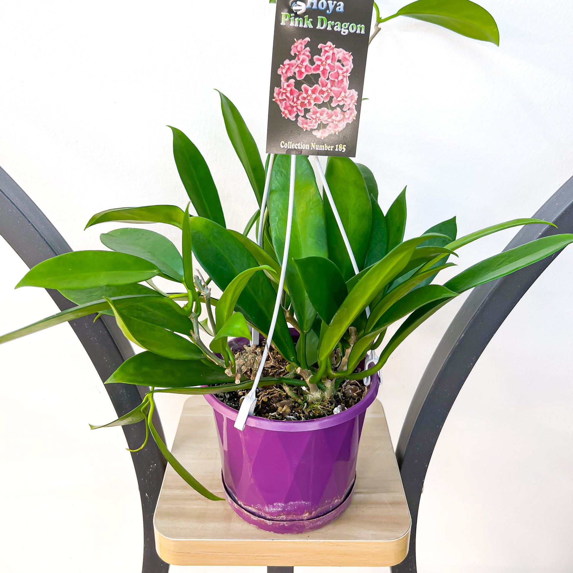 Hoya Pink Dragon | The Plant Boys
