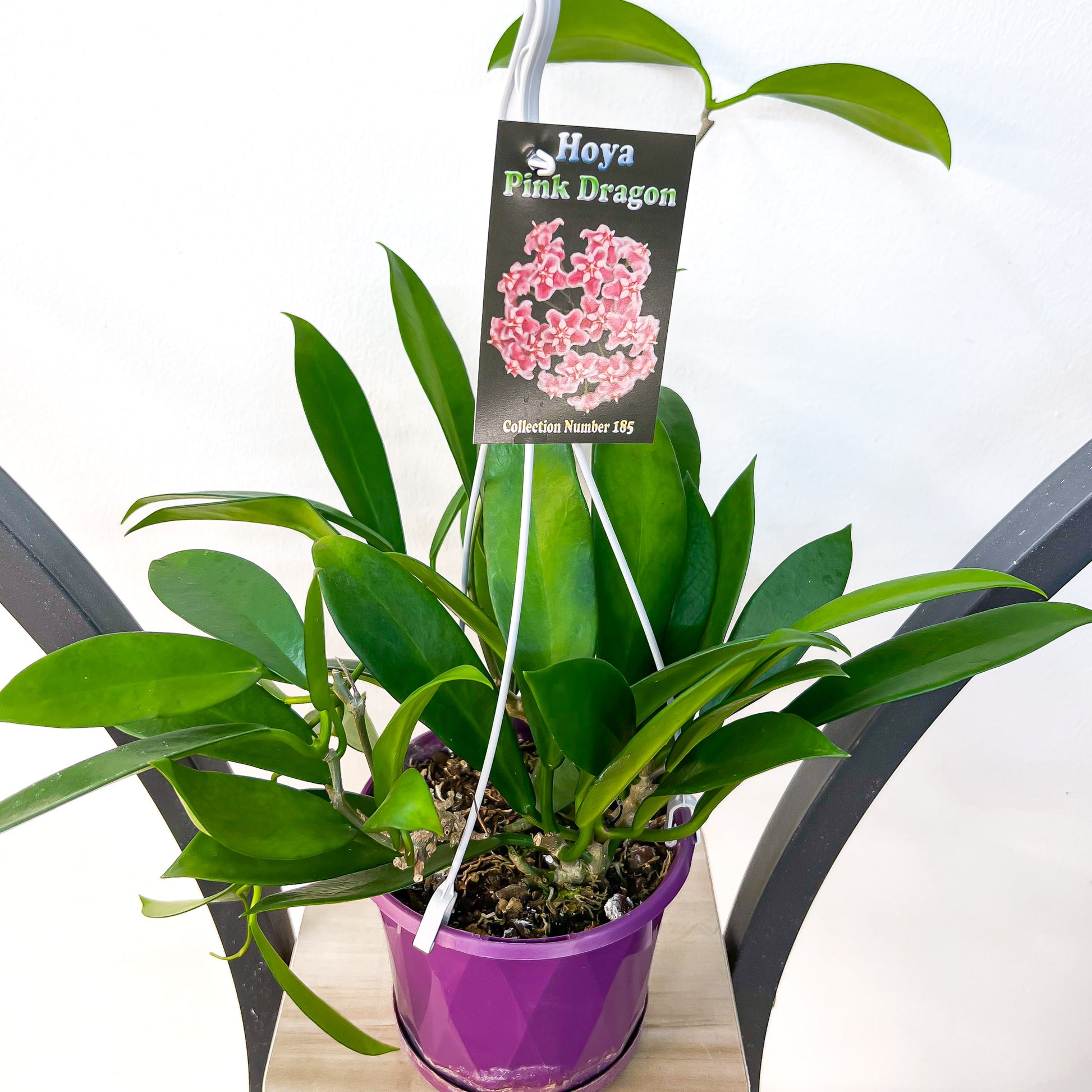 Hoya Pink Dragon | The Plant Boys