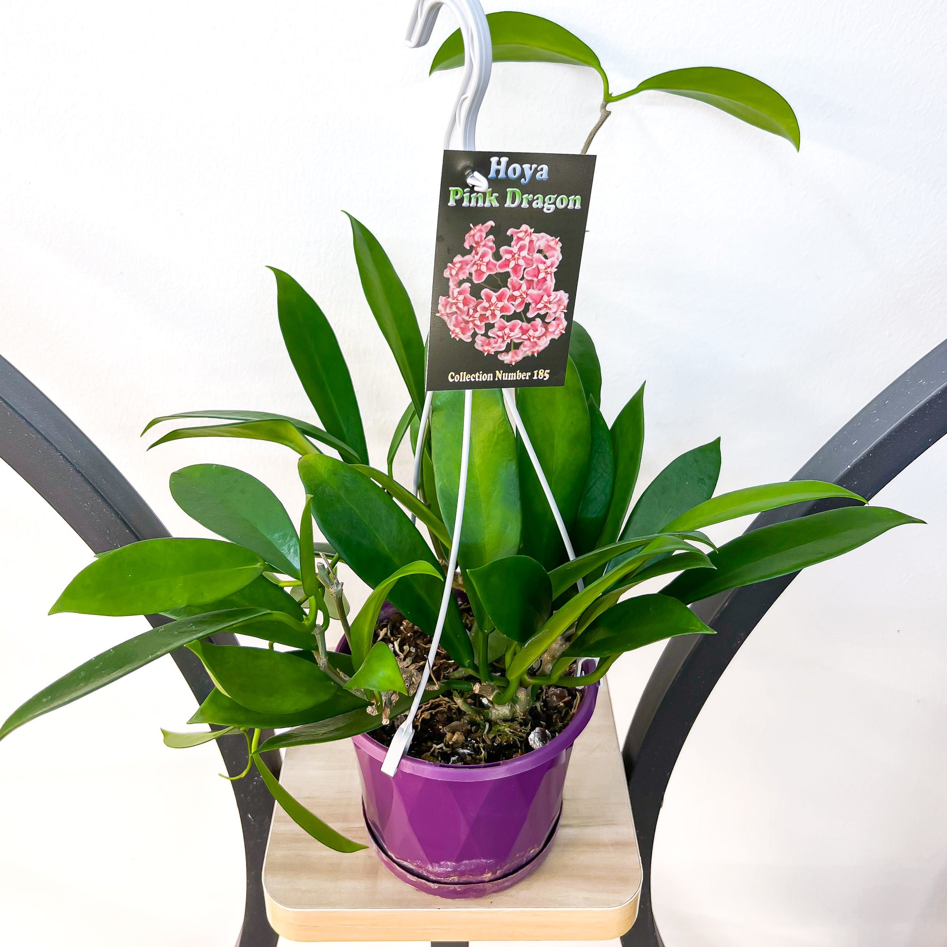 Hoya Pink Dragon | The Plant Boys
