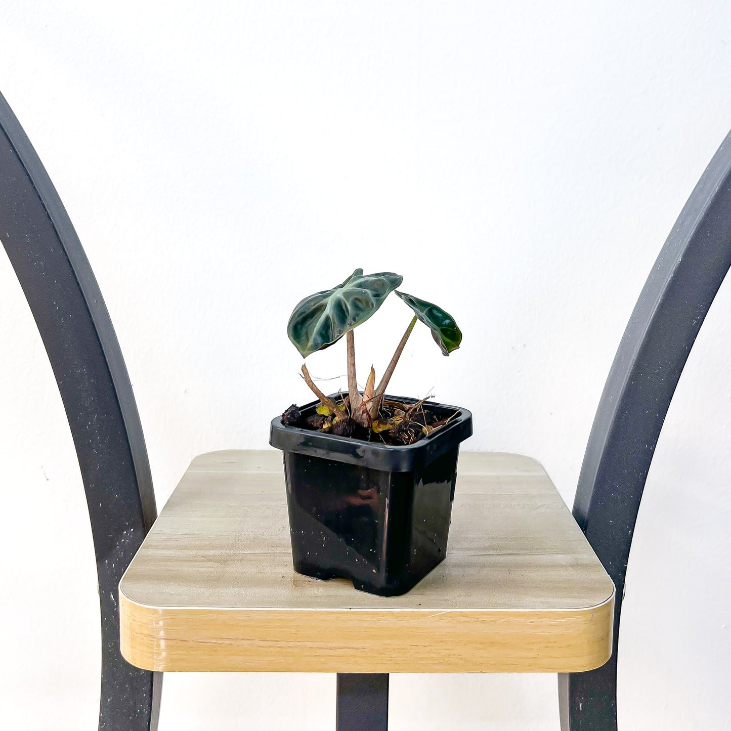 Alocasia Heart Balloon | The Plant Boys