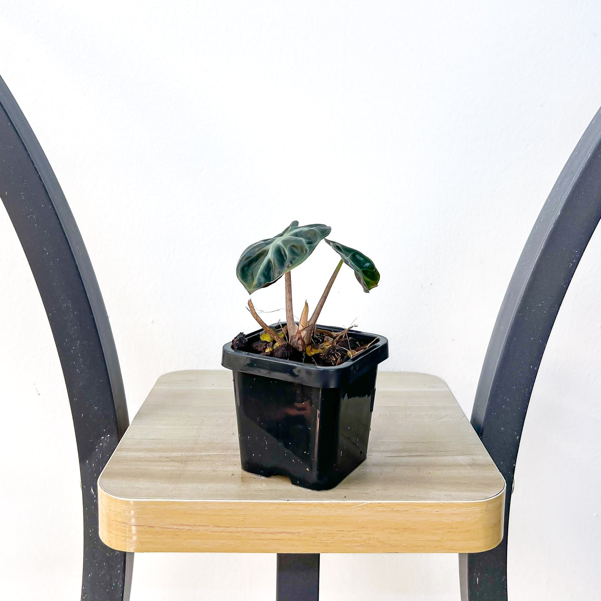 Alocasia Heart Balloon | The Plant Boys