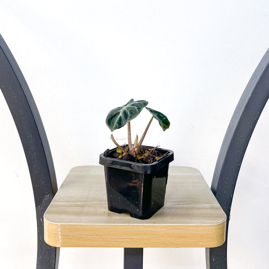 Alocasia Heart Balloon | The Plant Boys