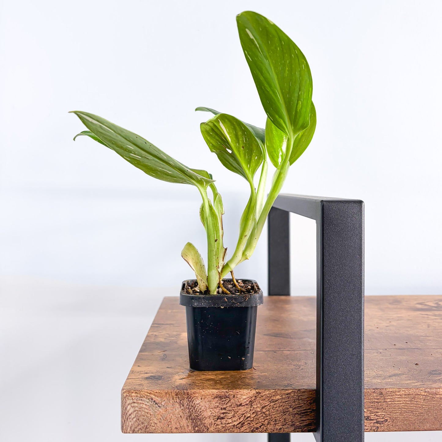 Monstera Standleyana Variegata | The Plant Boys