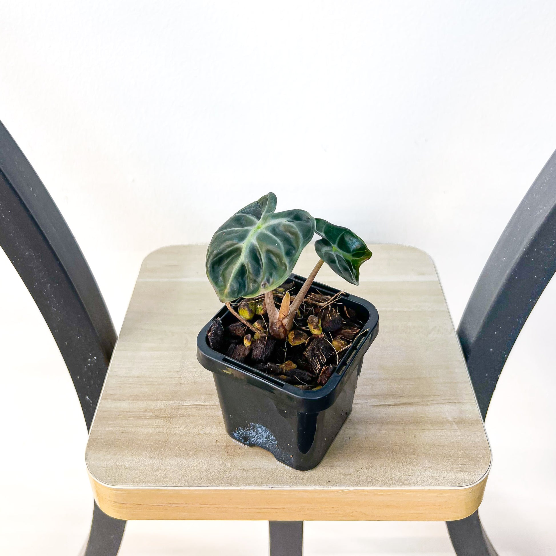 Alocasia Heart Balloon | The Plant Boys