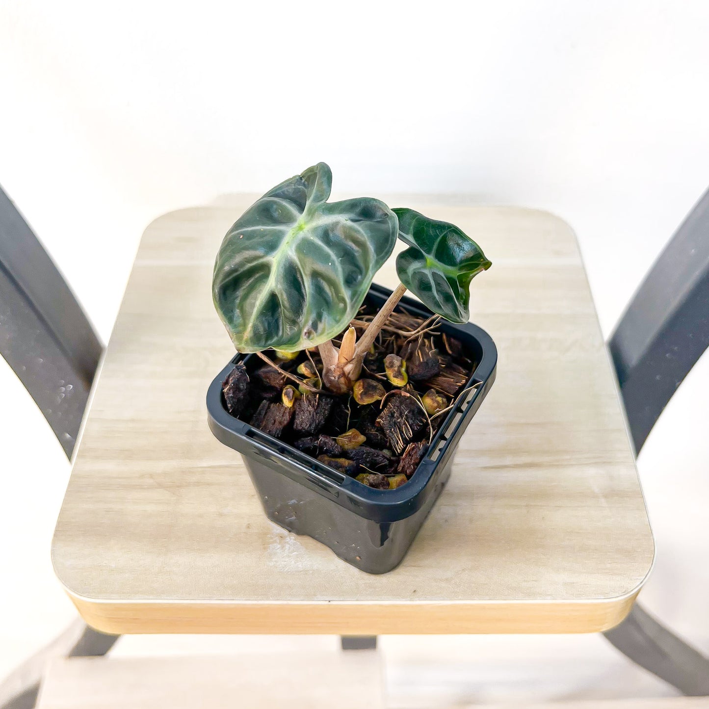 Alocasia Heart Balloon | The Plant Boys