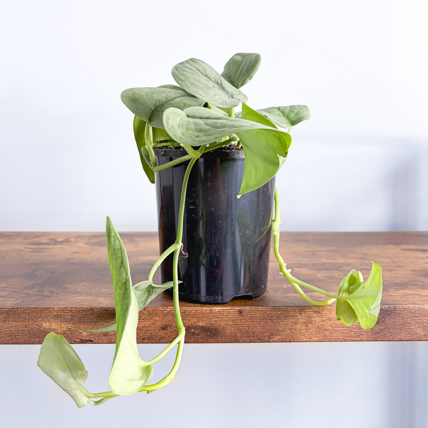 Scindapsus Silver Hero | The Plant Boys