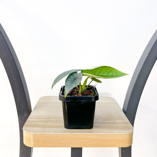 Alocasia Melo | The Plant Boys