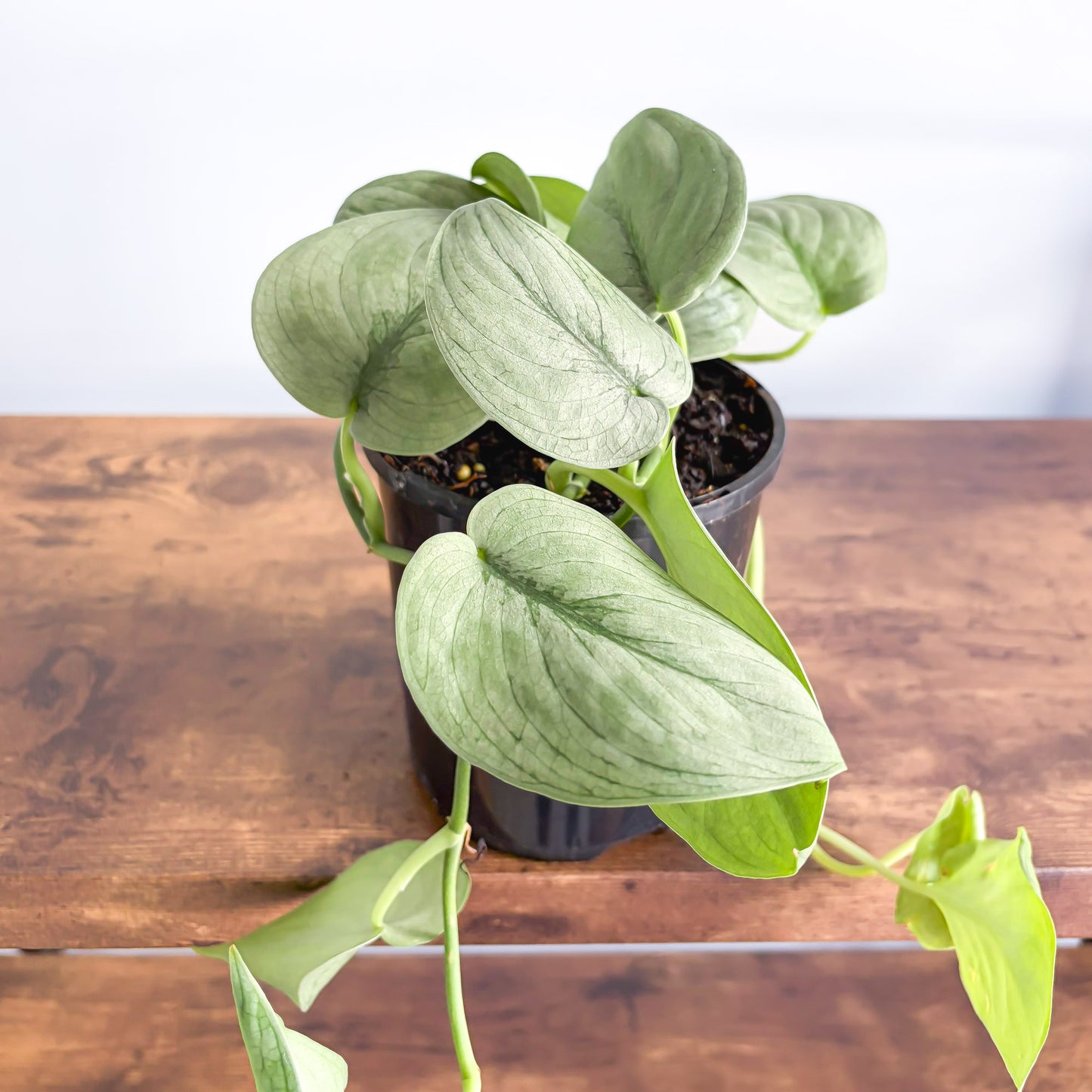 Scindapsus Silver Hero | The Plant Boys