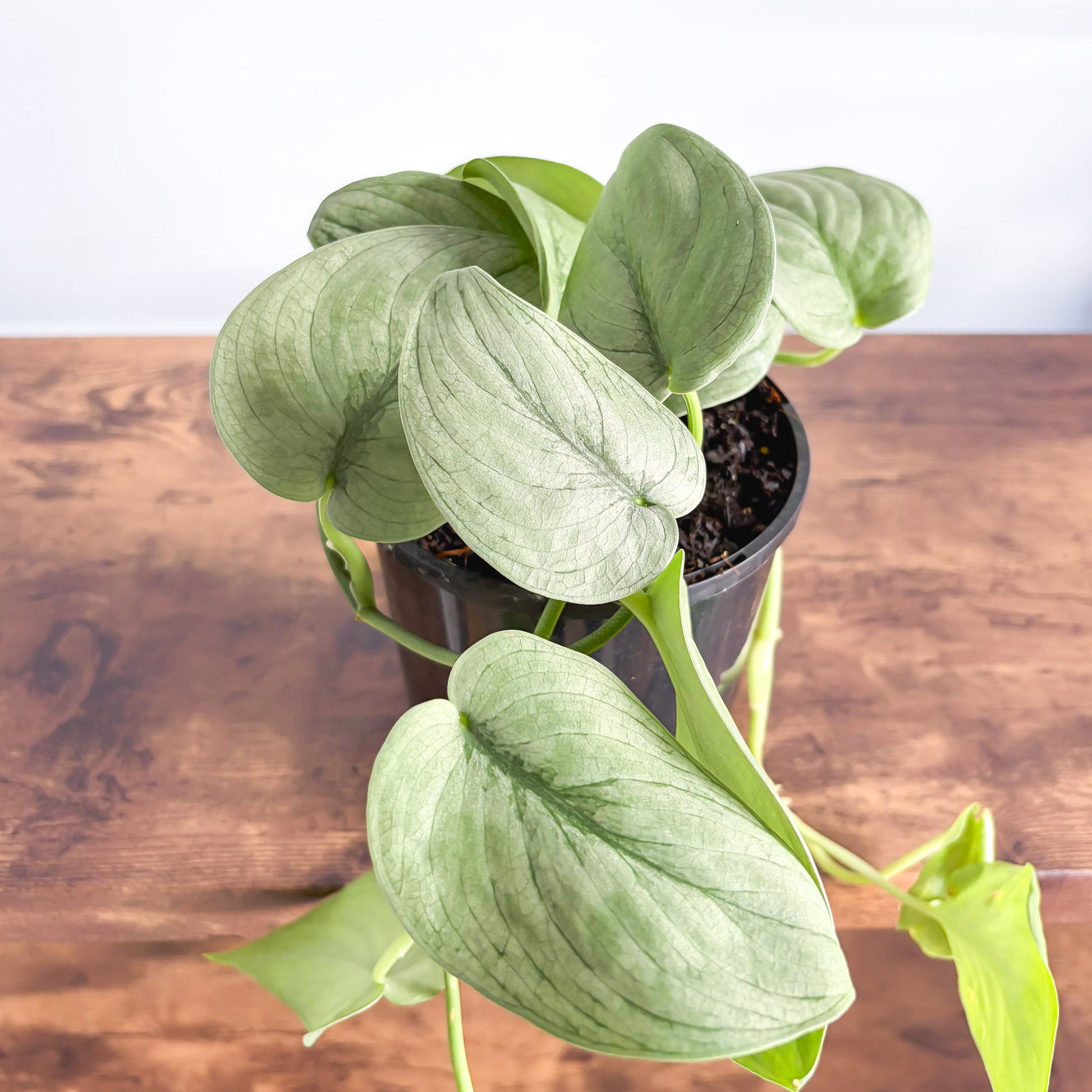silver hero pothos Scindapsus Silver Hero – The Plant Boys