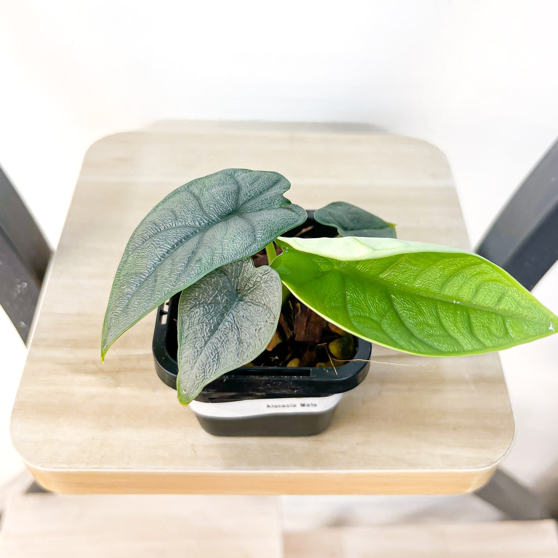 Alocasia Melo | The Plant Boys