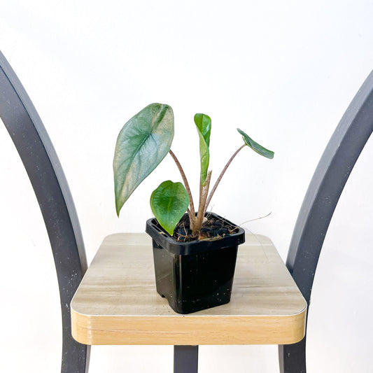 Alocasia Metallic Blue | The Plant Boys