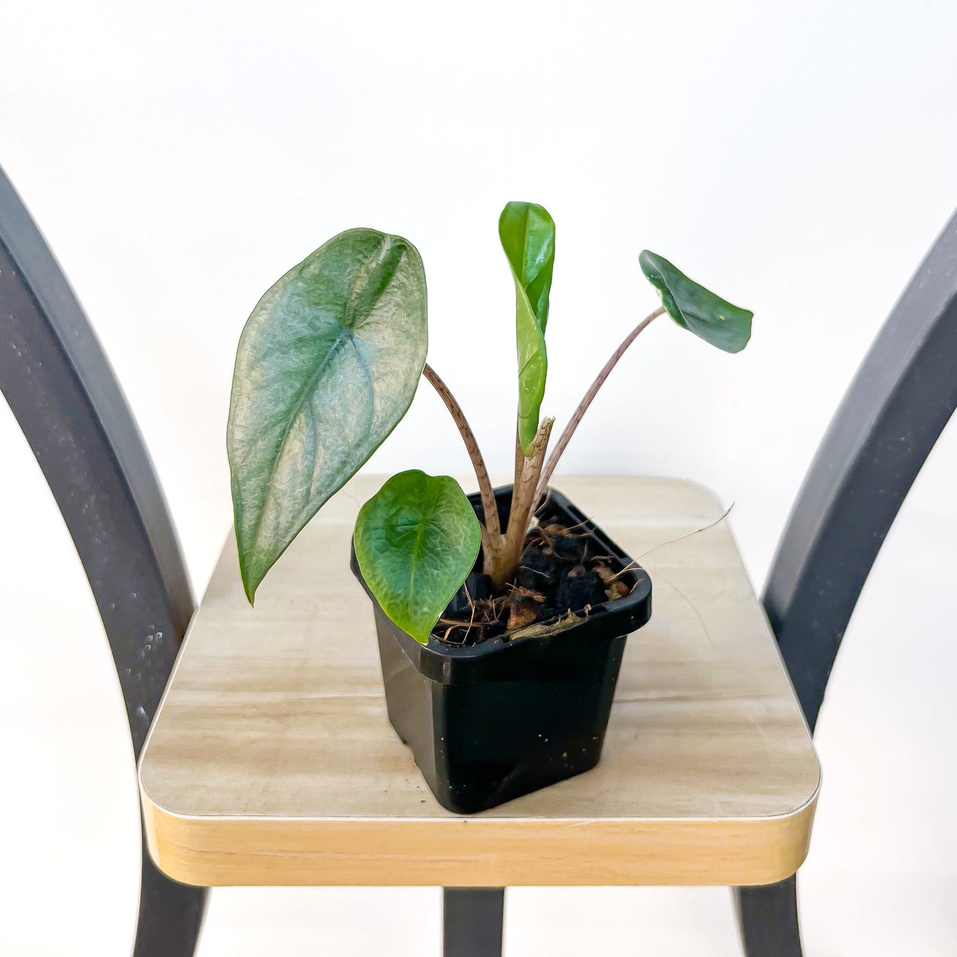Alocasia Metallic Blue | The Plant Boys