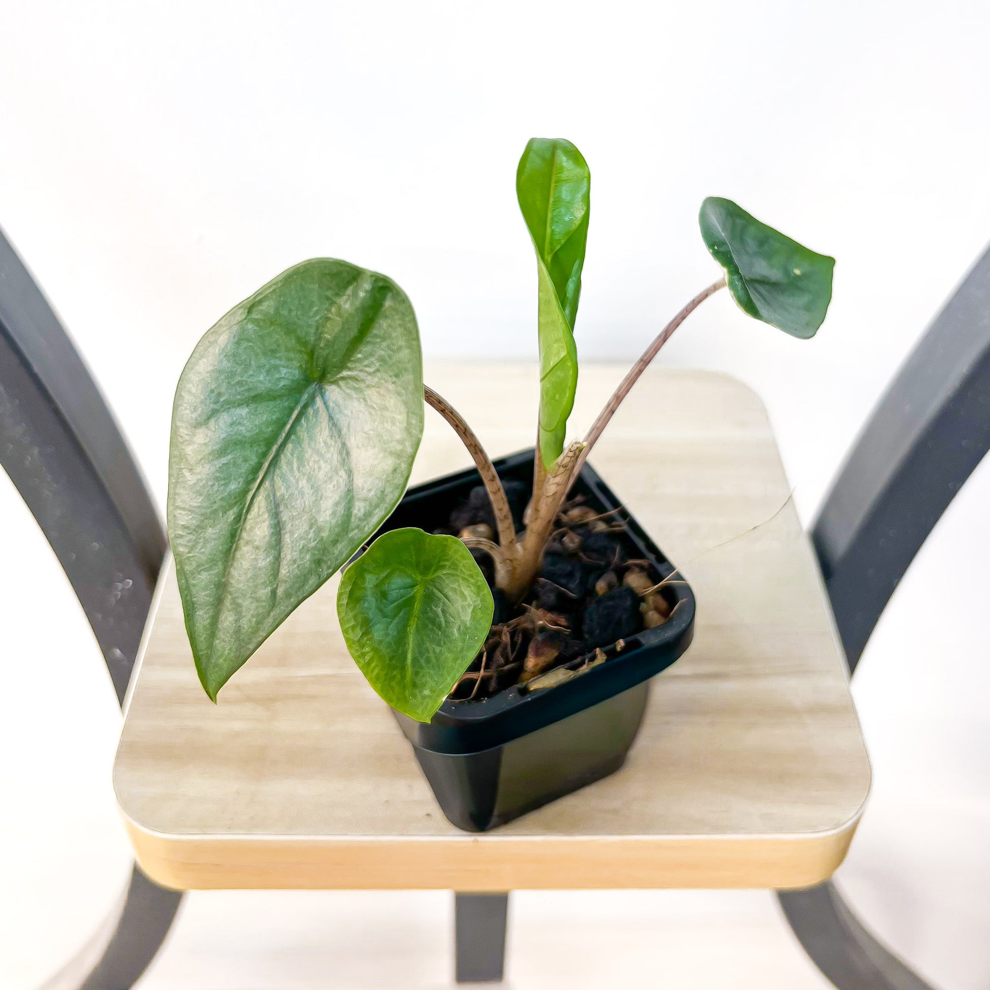 Alocasia Metallic Blue | The Plant Boys