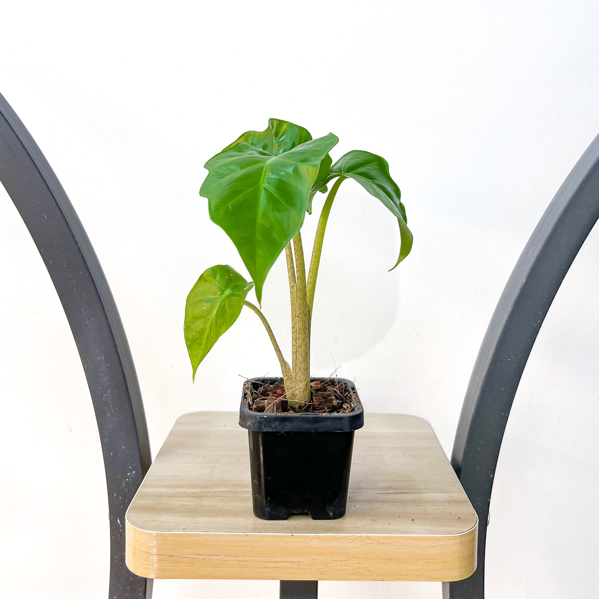 Alocasia Portora | The Plant Boys