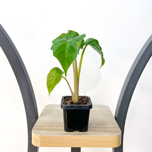 Alocasia Portora | The Plant Boys