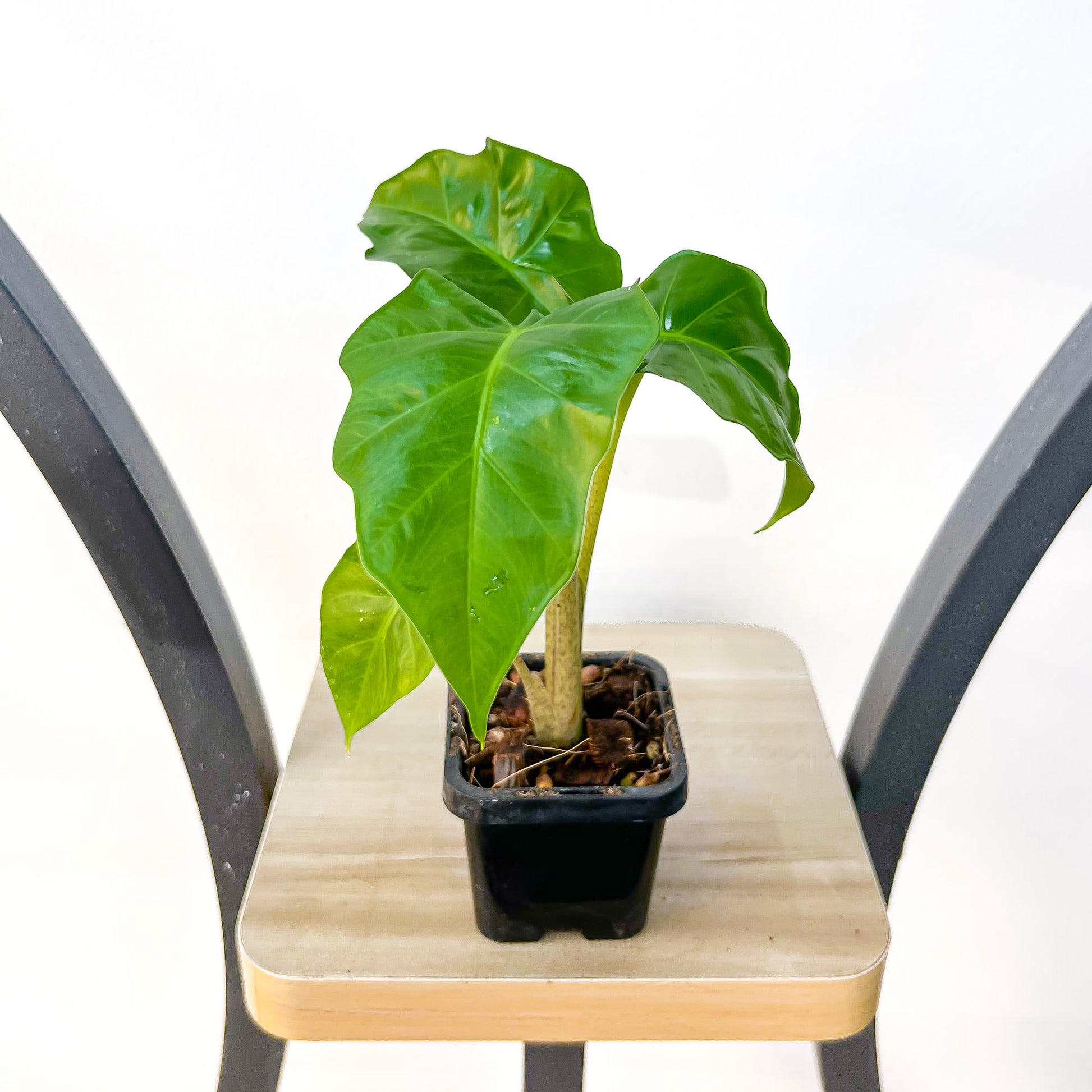 Alocasia Portora | The Plant Boys
