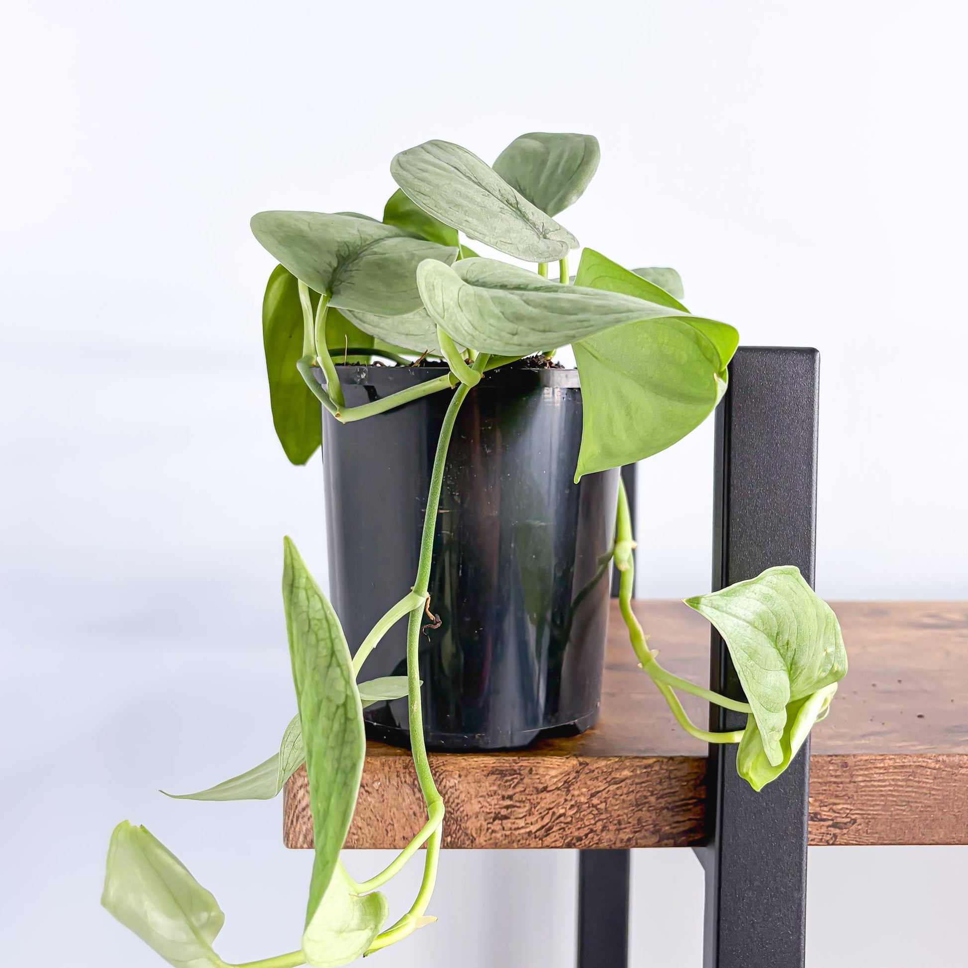 Scindapsus Silver Hero | The Plant Boys