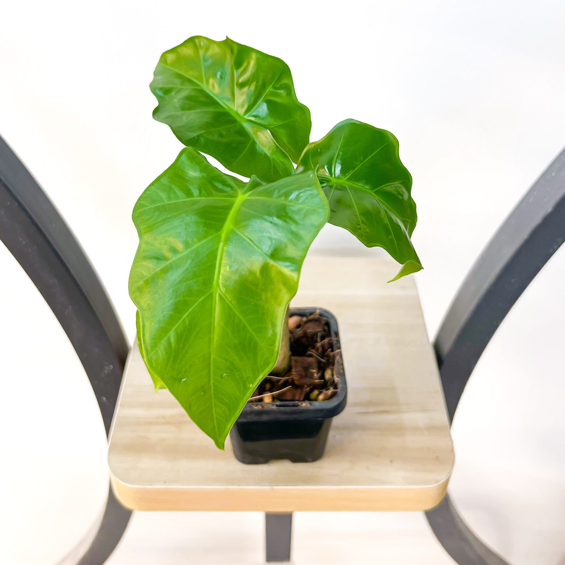 Alocasia Portora | The Plant Boys