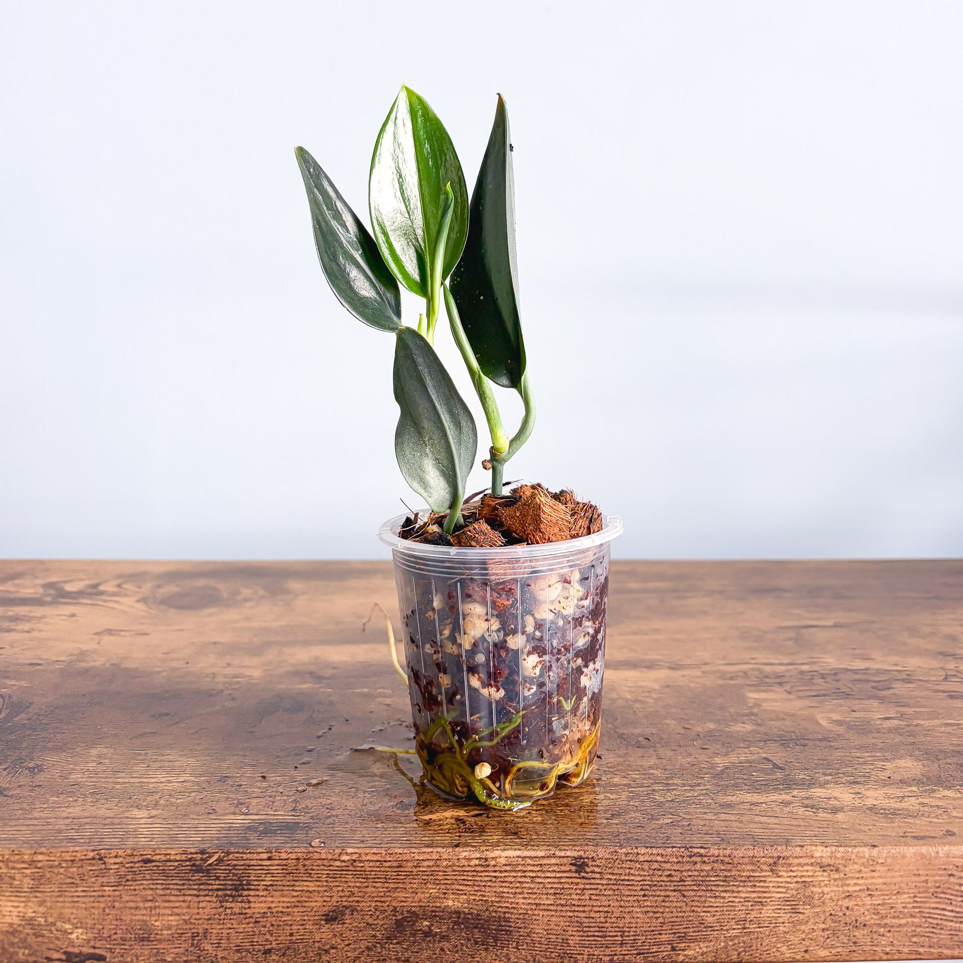 Scindapsus Treubii Dark Form | The Plant Boys