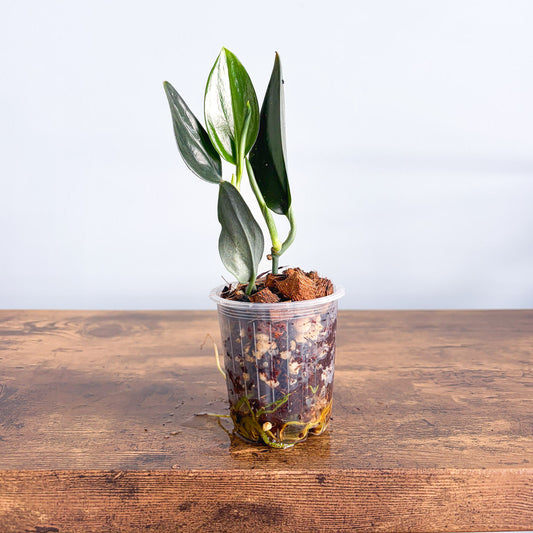 Scindapsus Treubii Dark Form | The Plant Boys