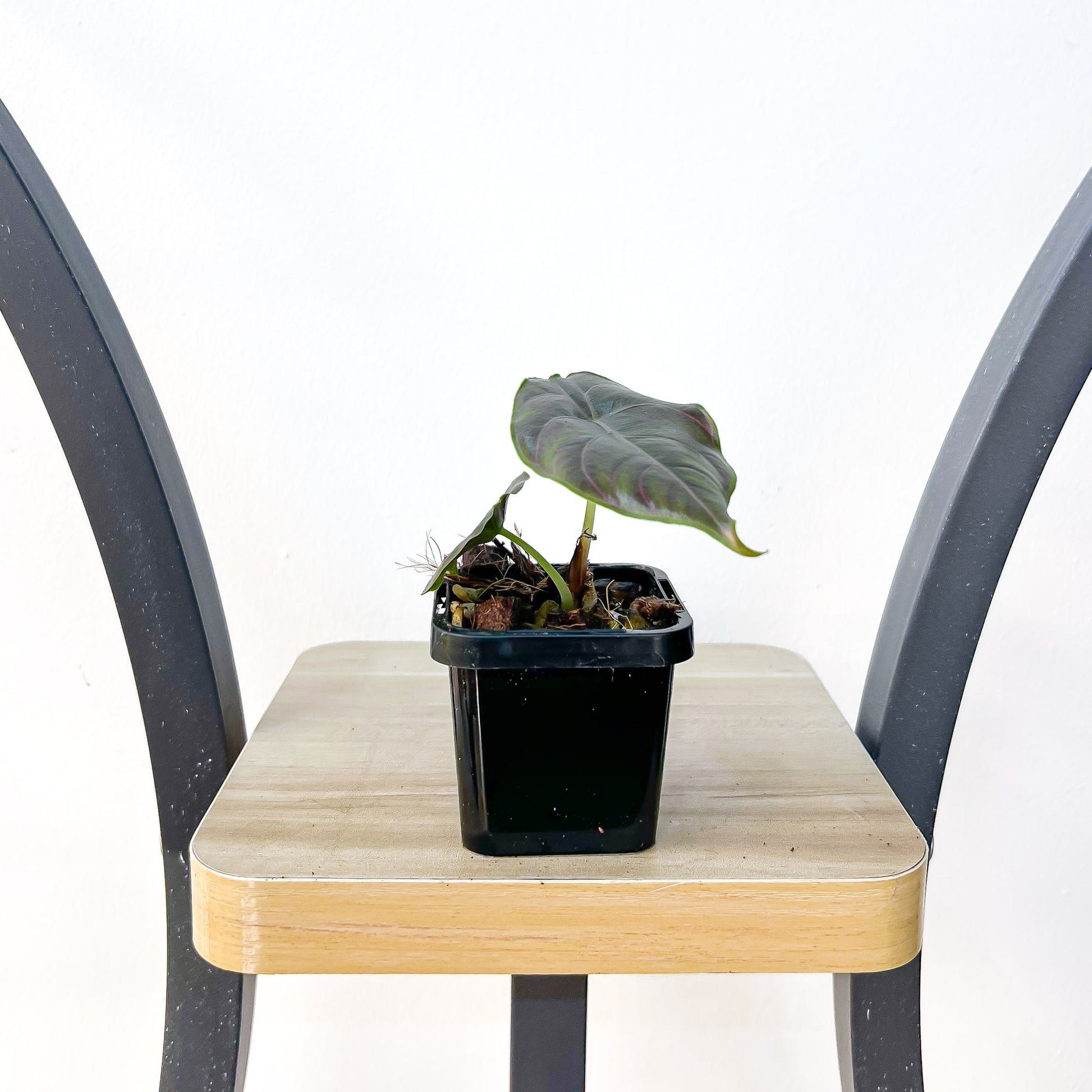 Alocasia Azlanii | The Plant Boys