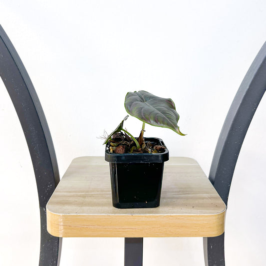Alocasia Azlanii | The Plant Boys