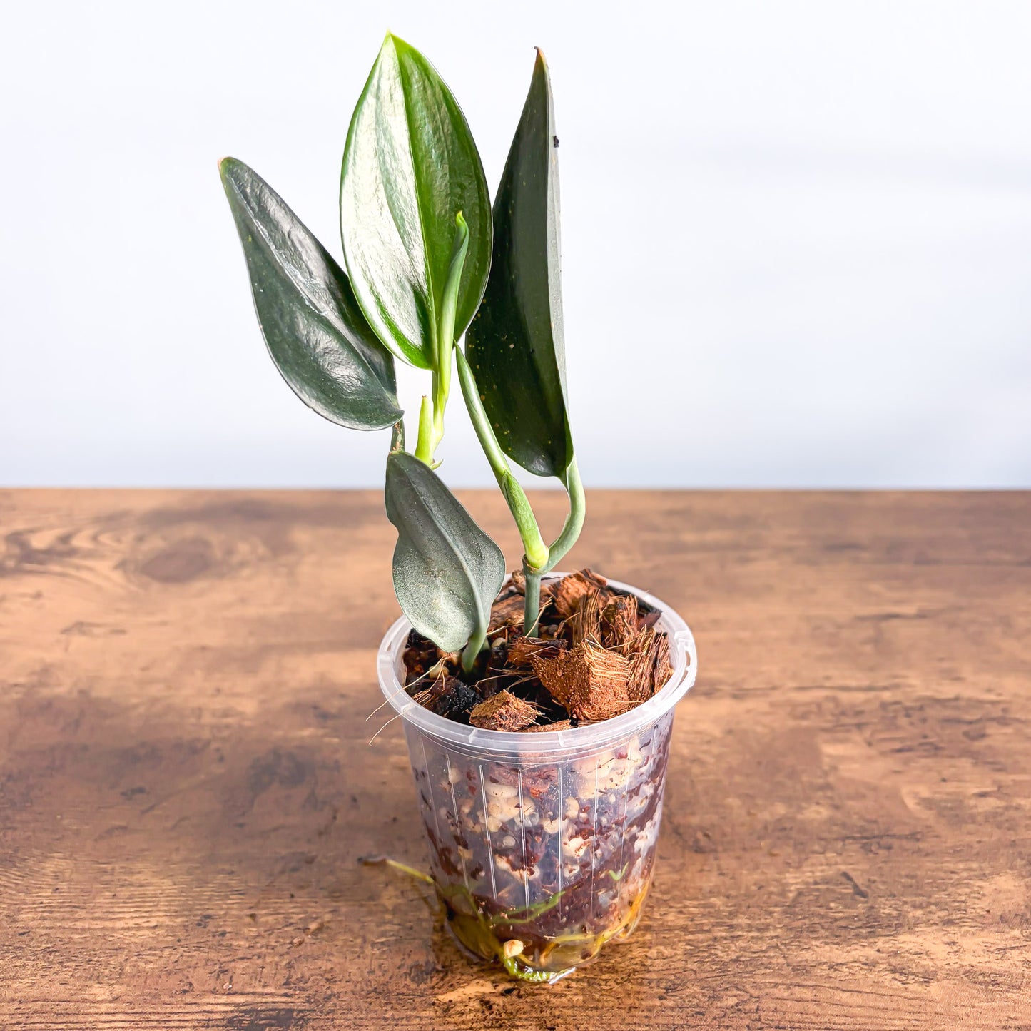 Scindapsus Treubii Dark Form | The Plant Boys