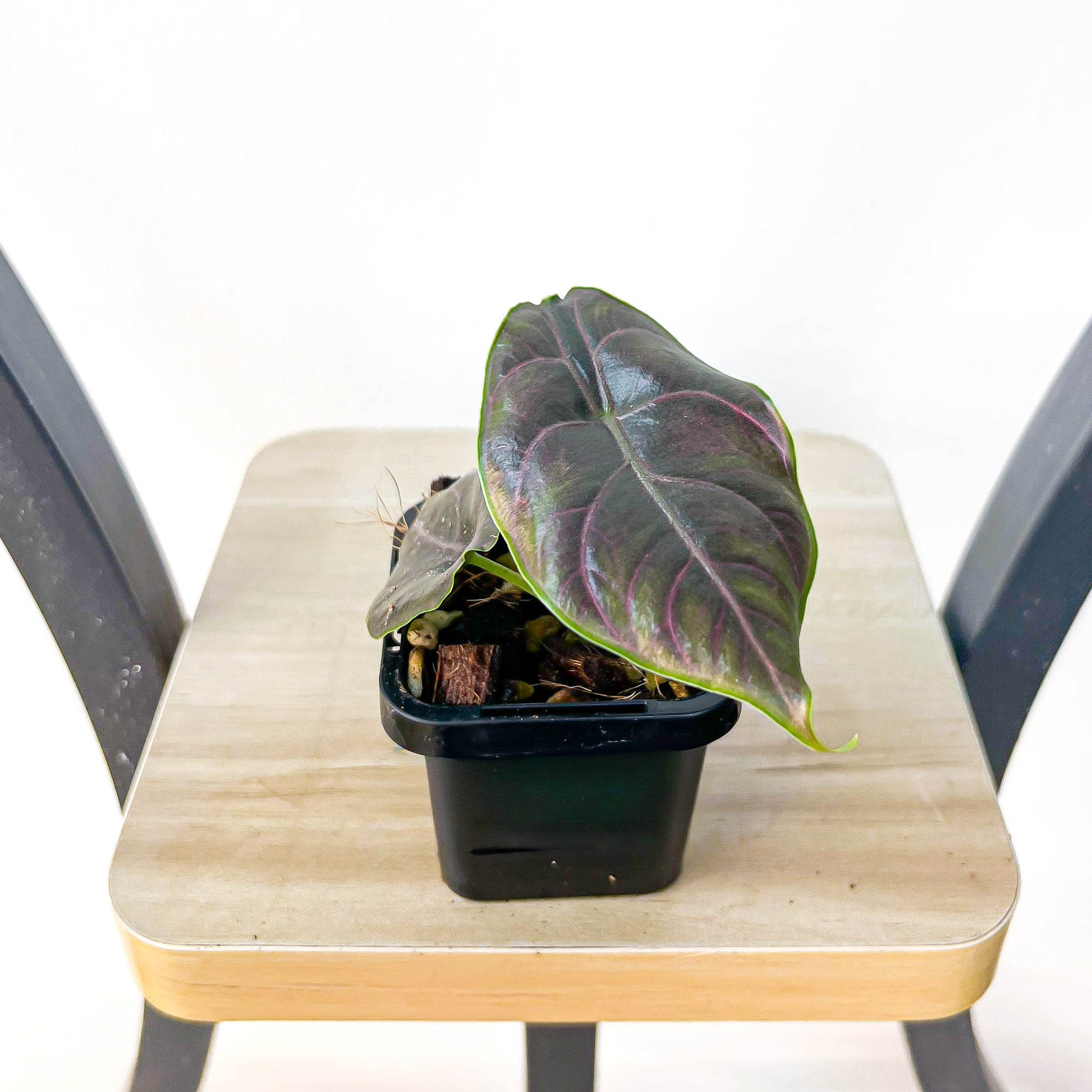 Alocasia Azlanii | The Plant Boys