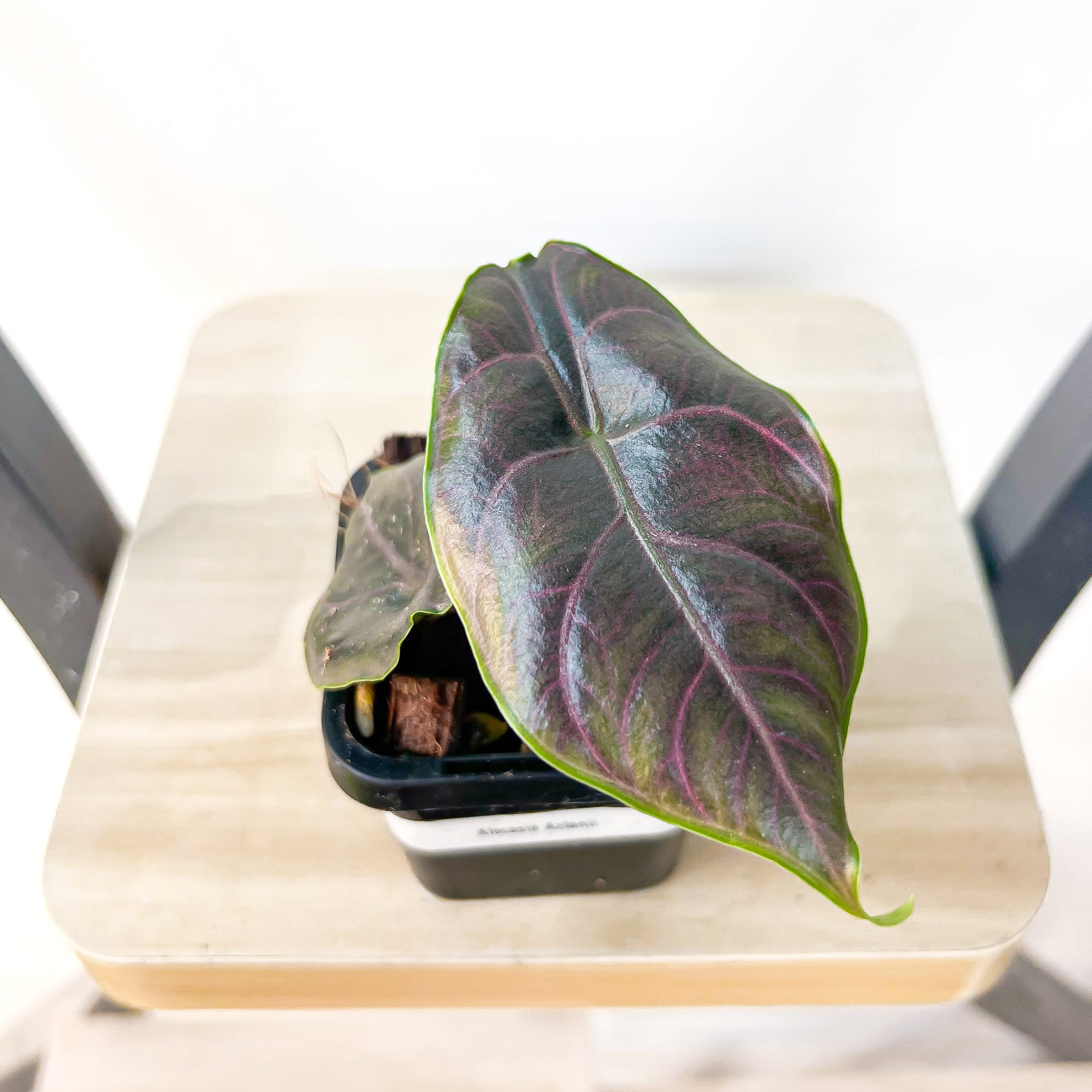 Alocasia Azlanii | The Plant Boys