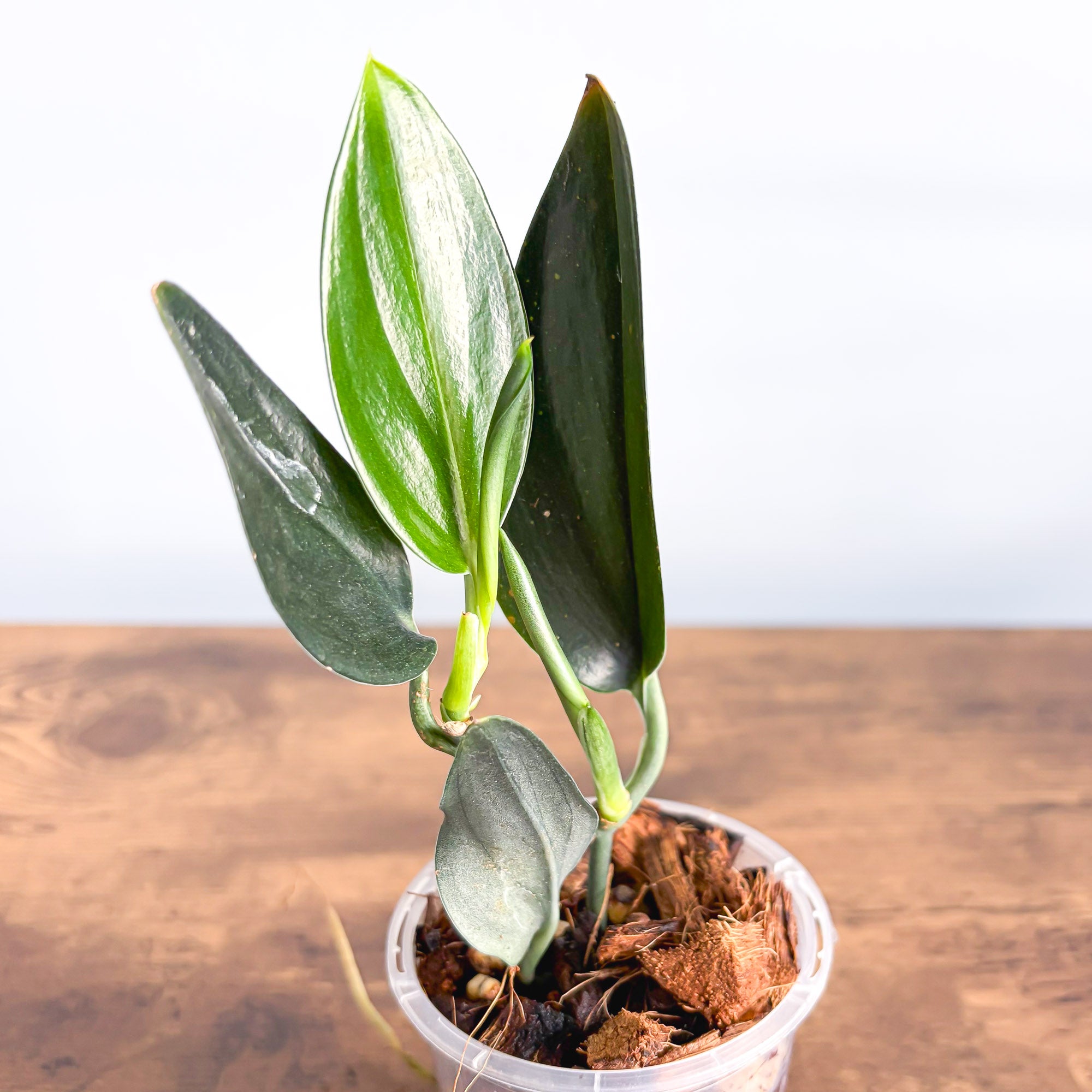 Scindapsus Treubii Dark Form – The Plant Boys