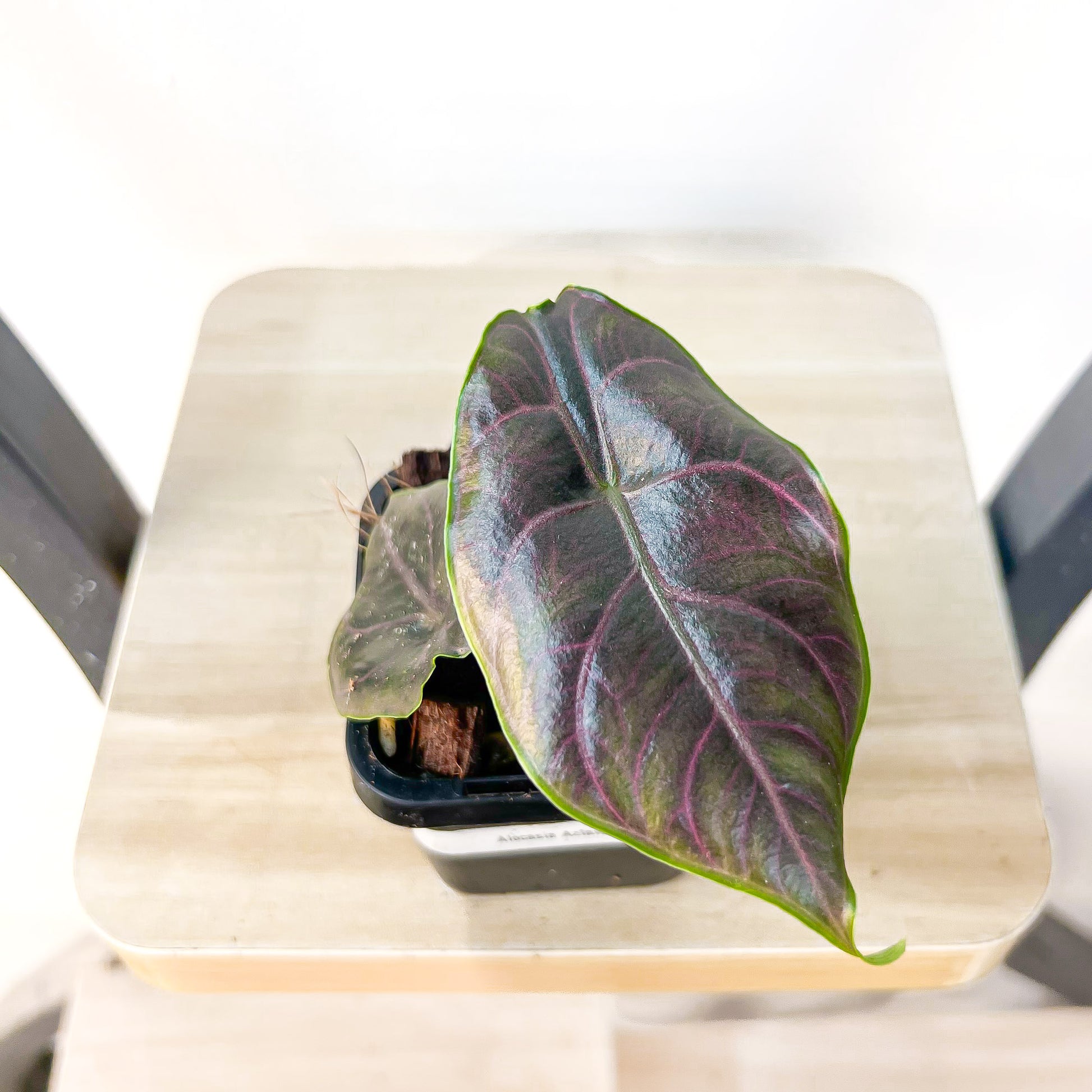Alocasia Azlanii | The Plant Boys