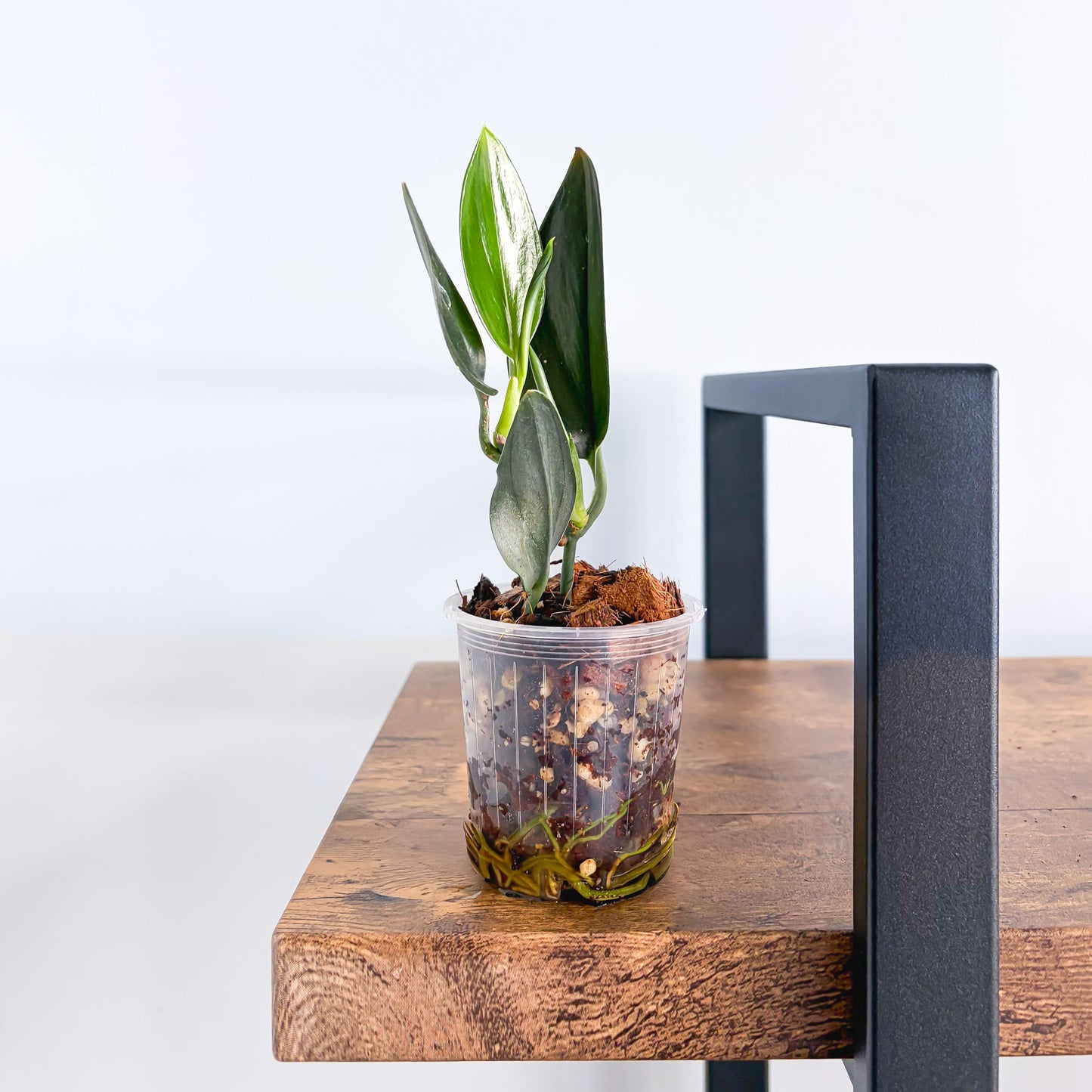 Scindapsus Treubii Dark Form | The Plant Boys