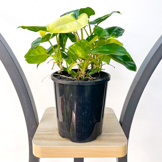 Philodendron Burle Marx Variegated | The Plant Boys
