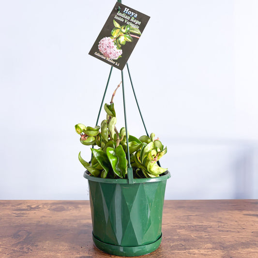 Hoya Indian Rope Inner Variegated | The Plant Boys