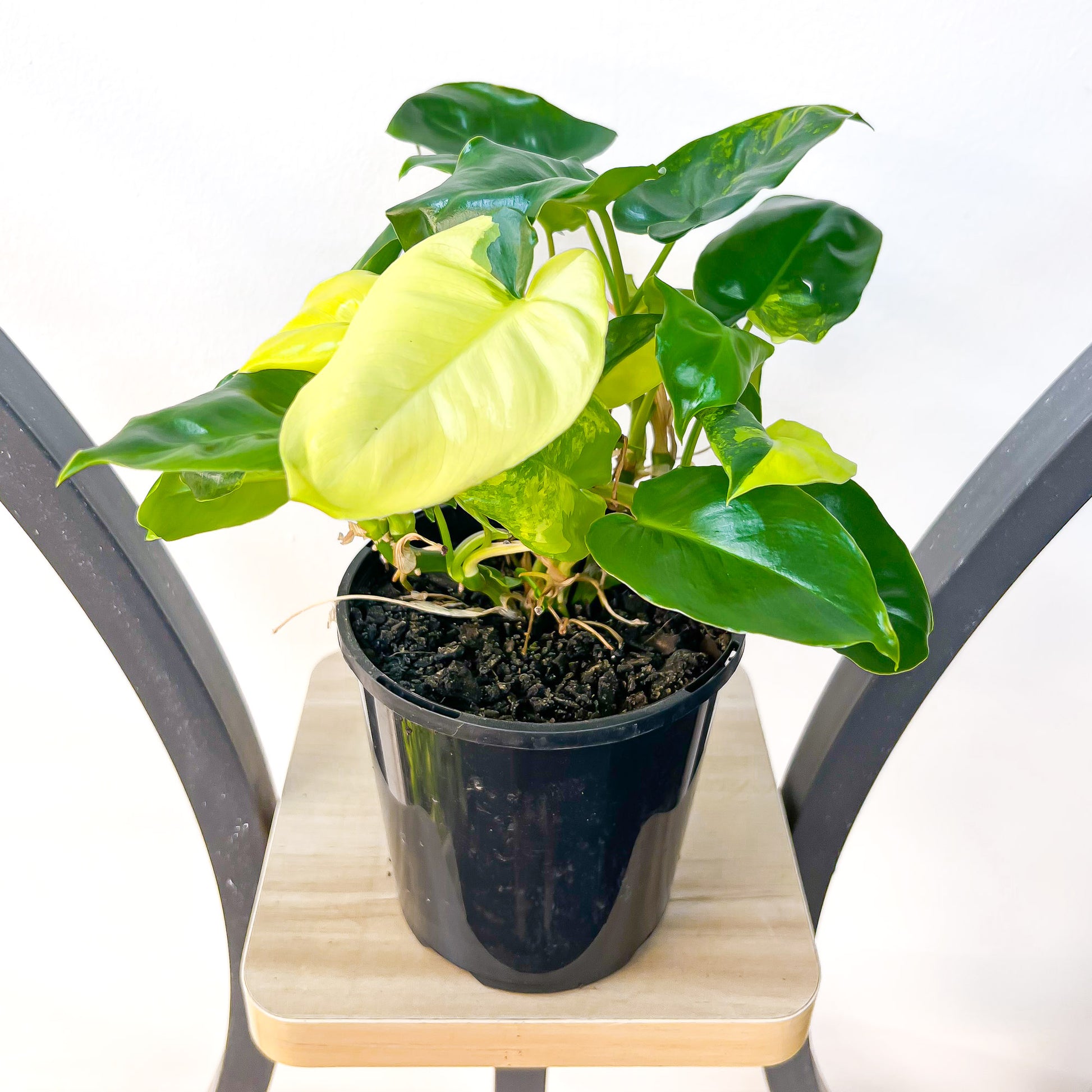 Philodendron Burle Marx Variegated | The Plant Boys