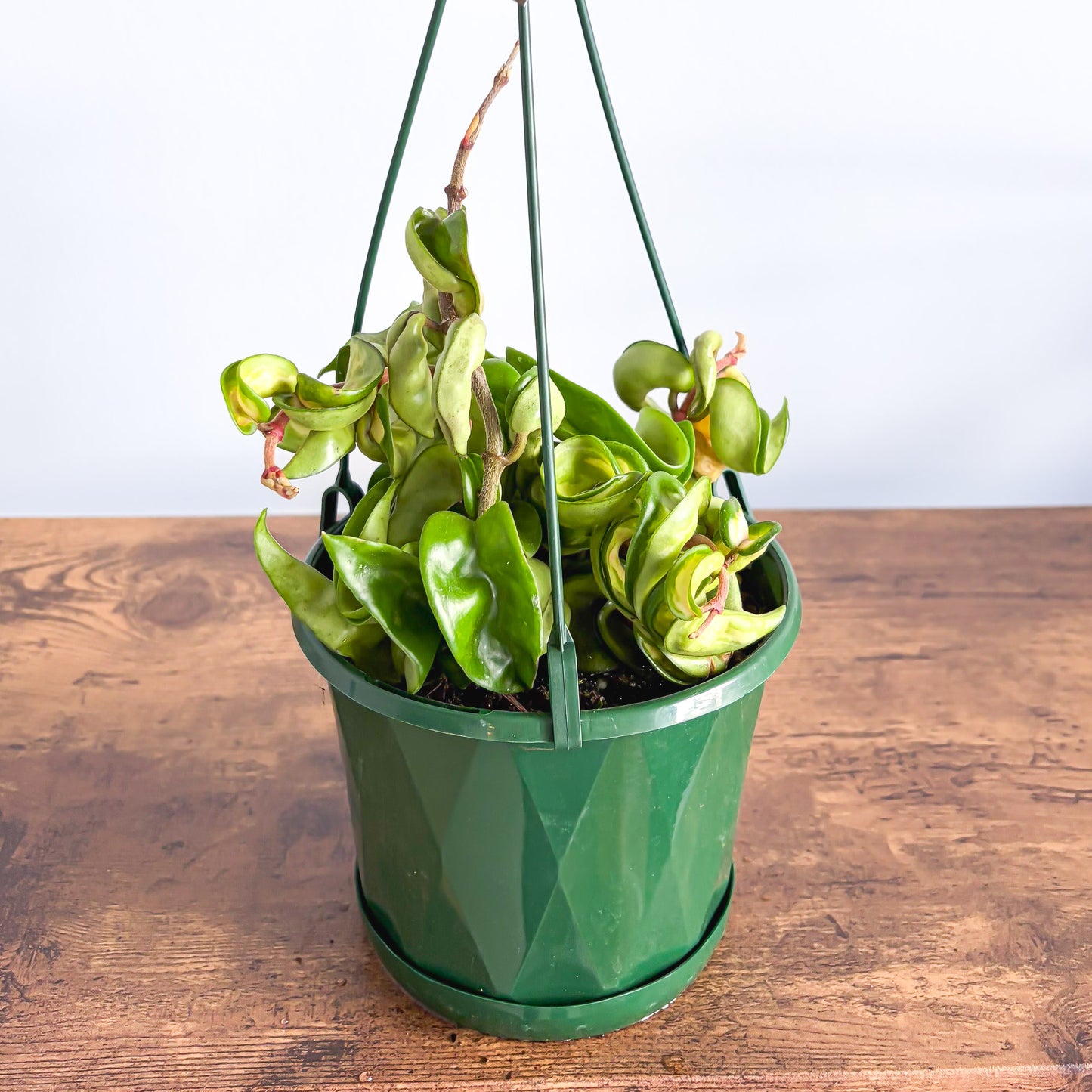 Hoya Indian Rope Inner Variegated | The Plant Boys